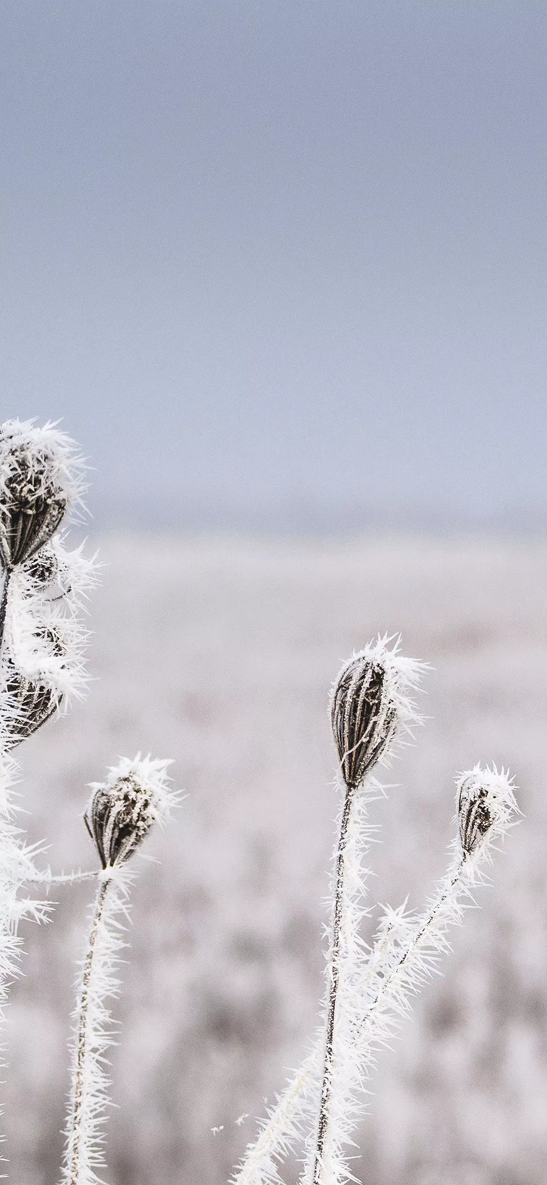 Snow Winter Flower Bokeh Nature