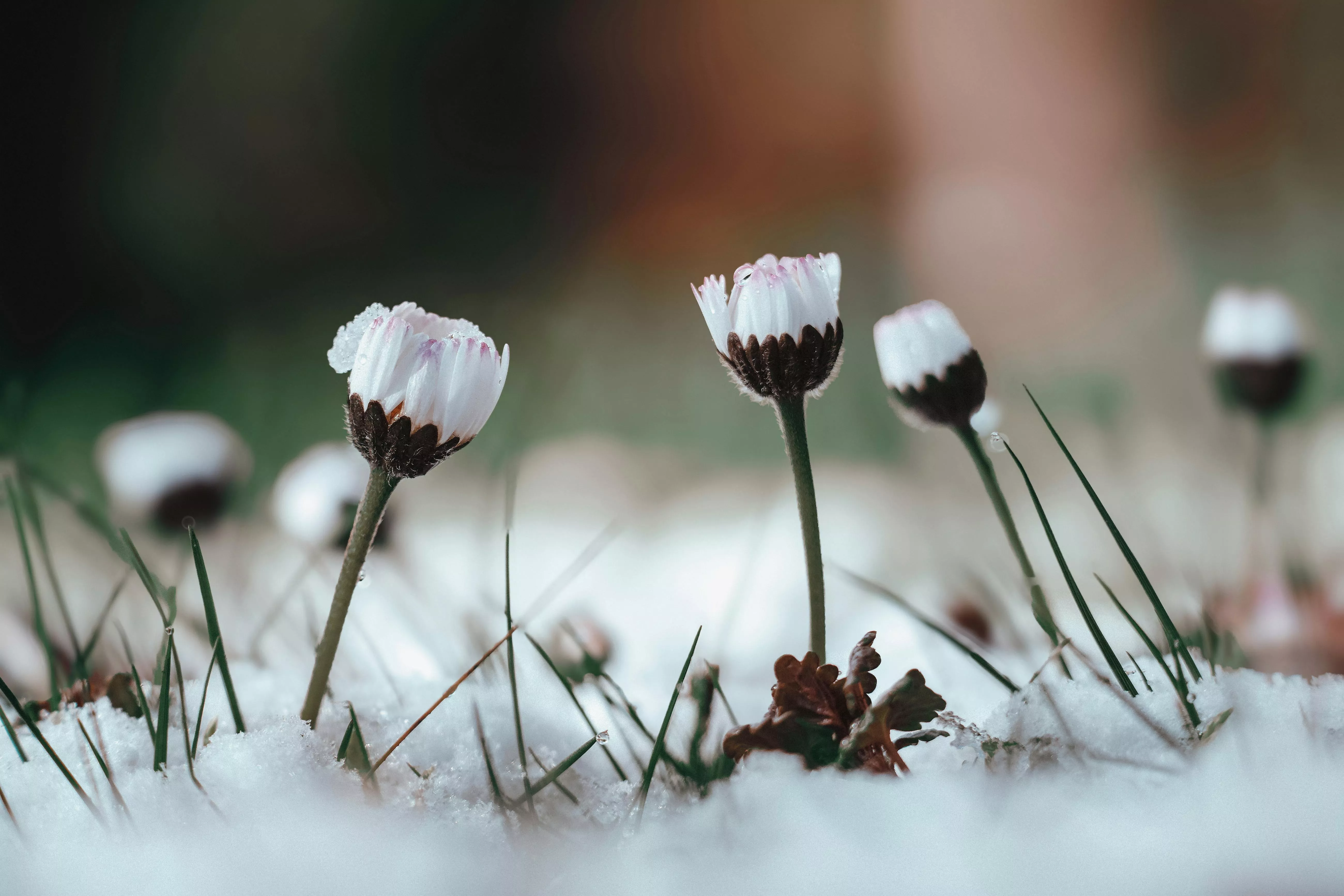 White Flowers on a Field Covered