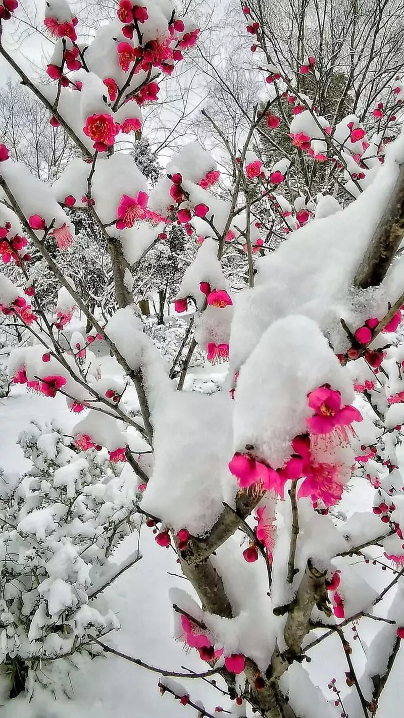 HD flowers winter wallpaper