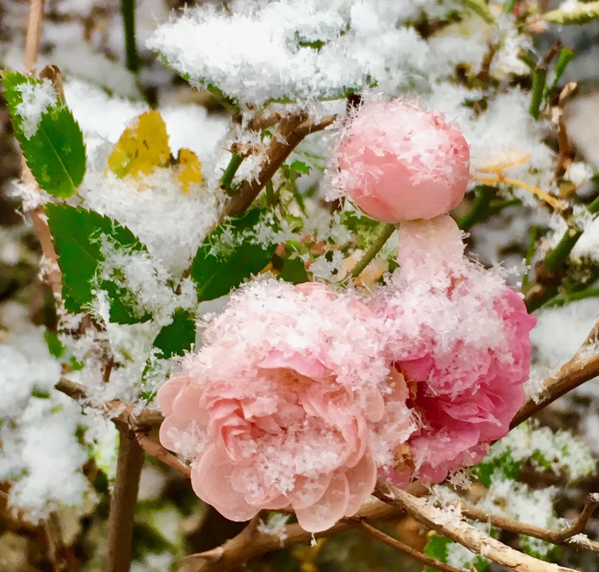 Pink Roses in the Snow
