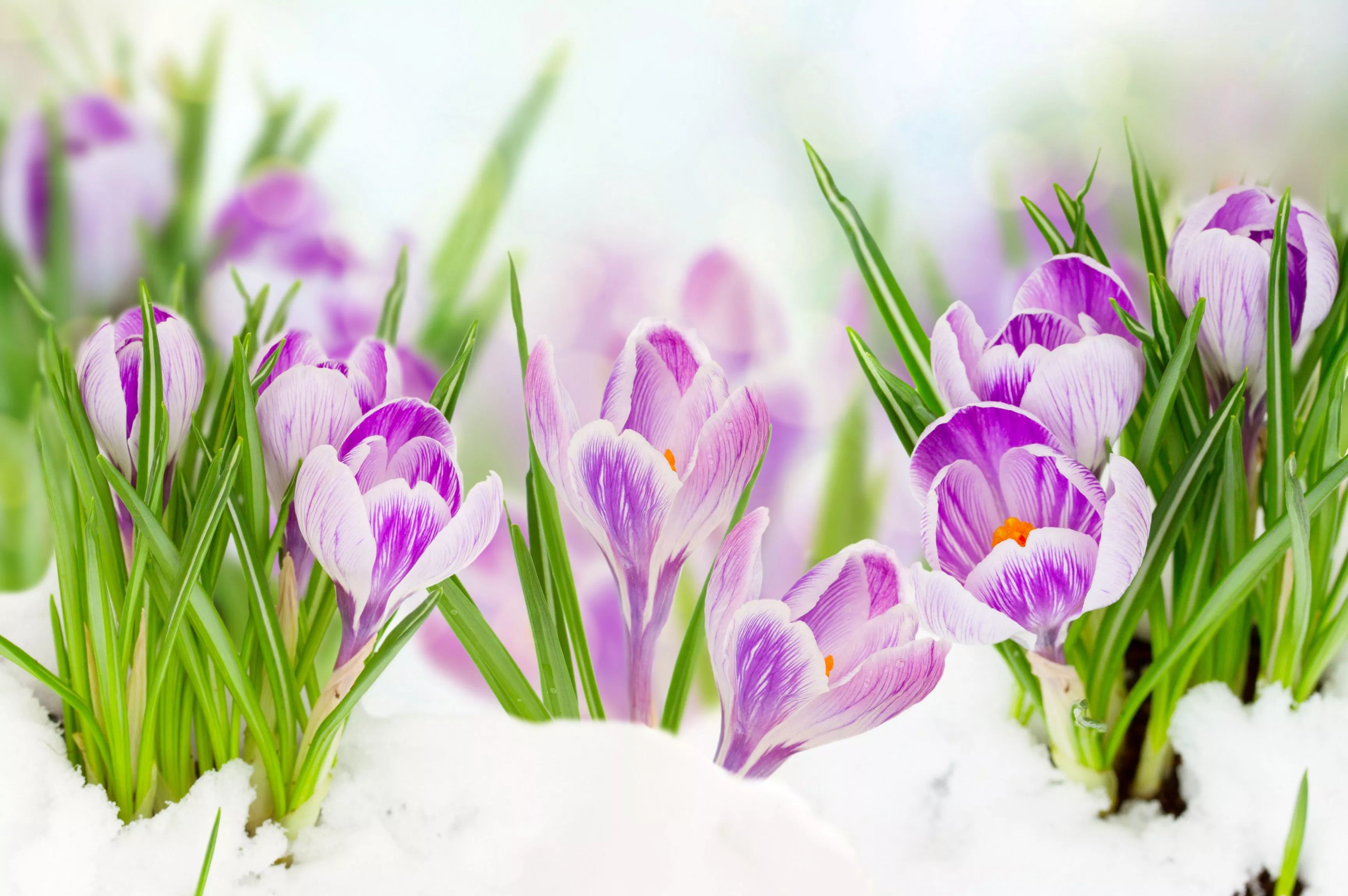 Snow Flower Nature Crocus HD Wallpaper
