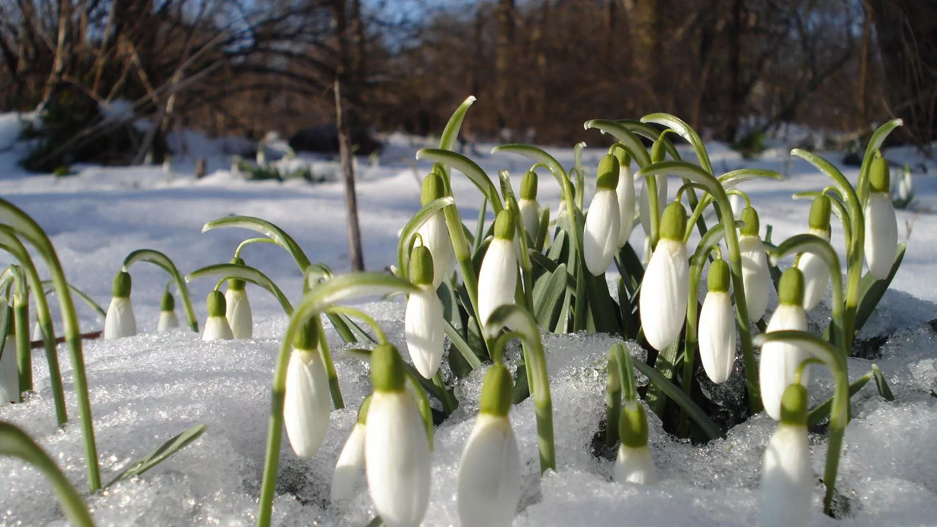 snowdrops, winter, snow Wallpaper, HD