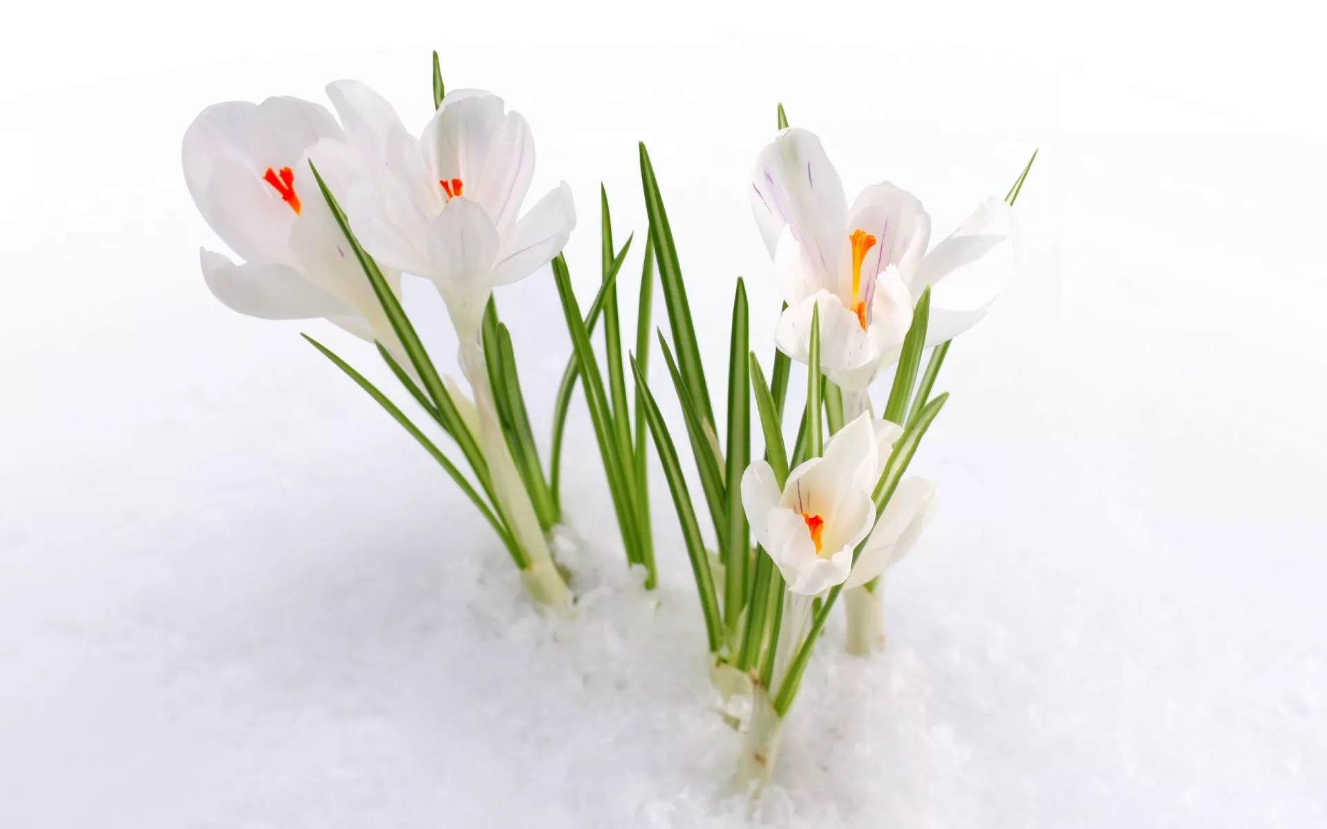 Snow Flowers