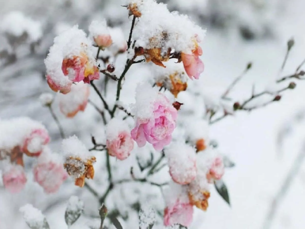 Frost Kissed Winter Blooms Wallpaper