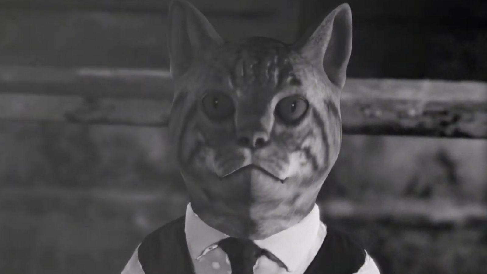 Cat Detective Albert Wilde sieht aus