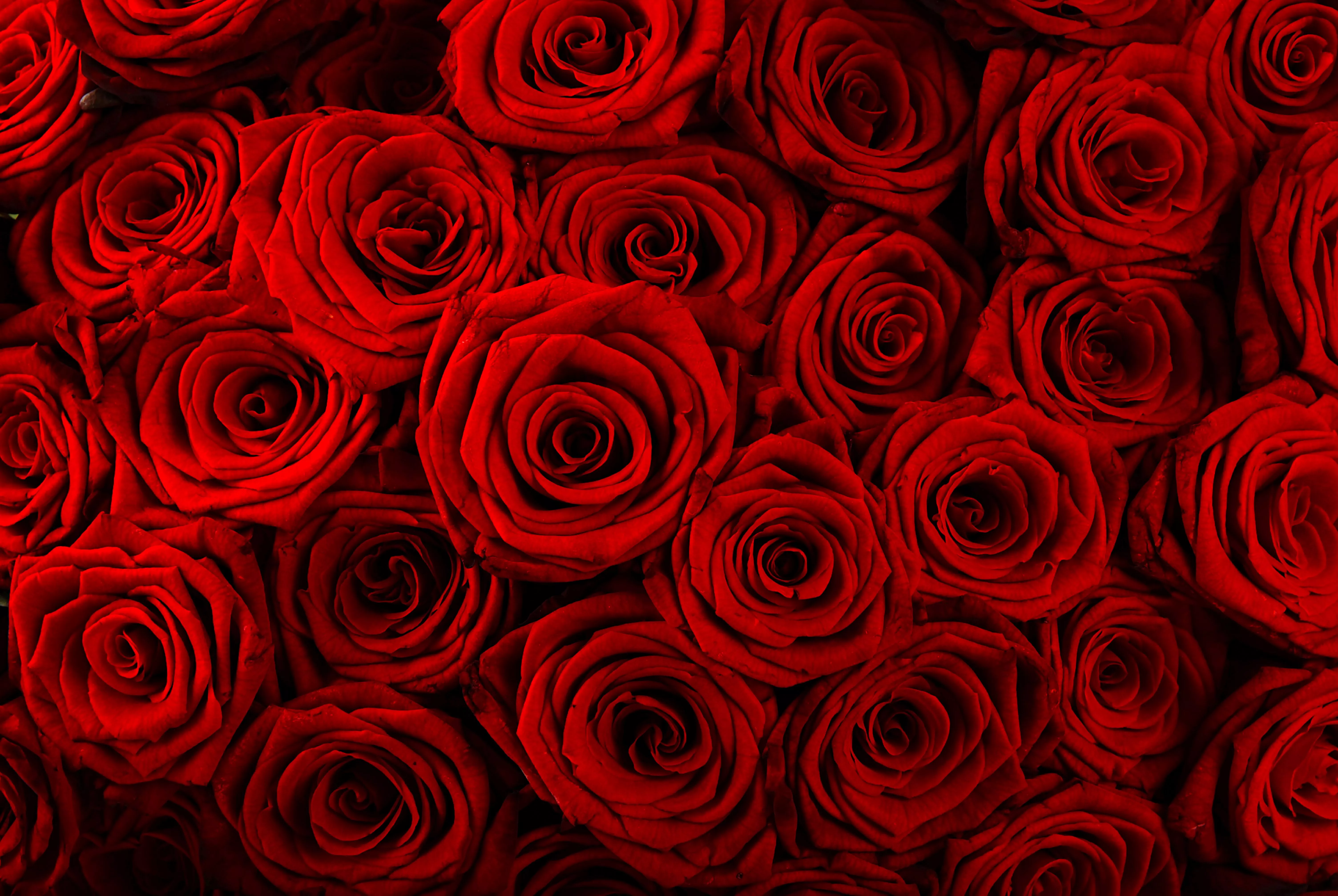 Rose 4k Ultra HD Wallpaper