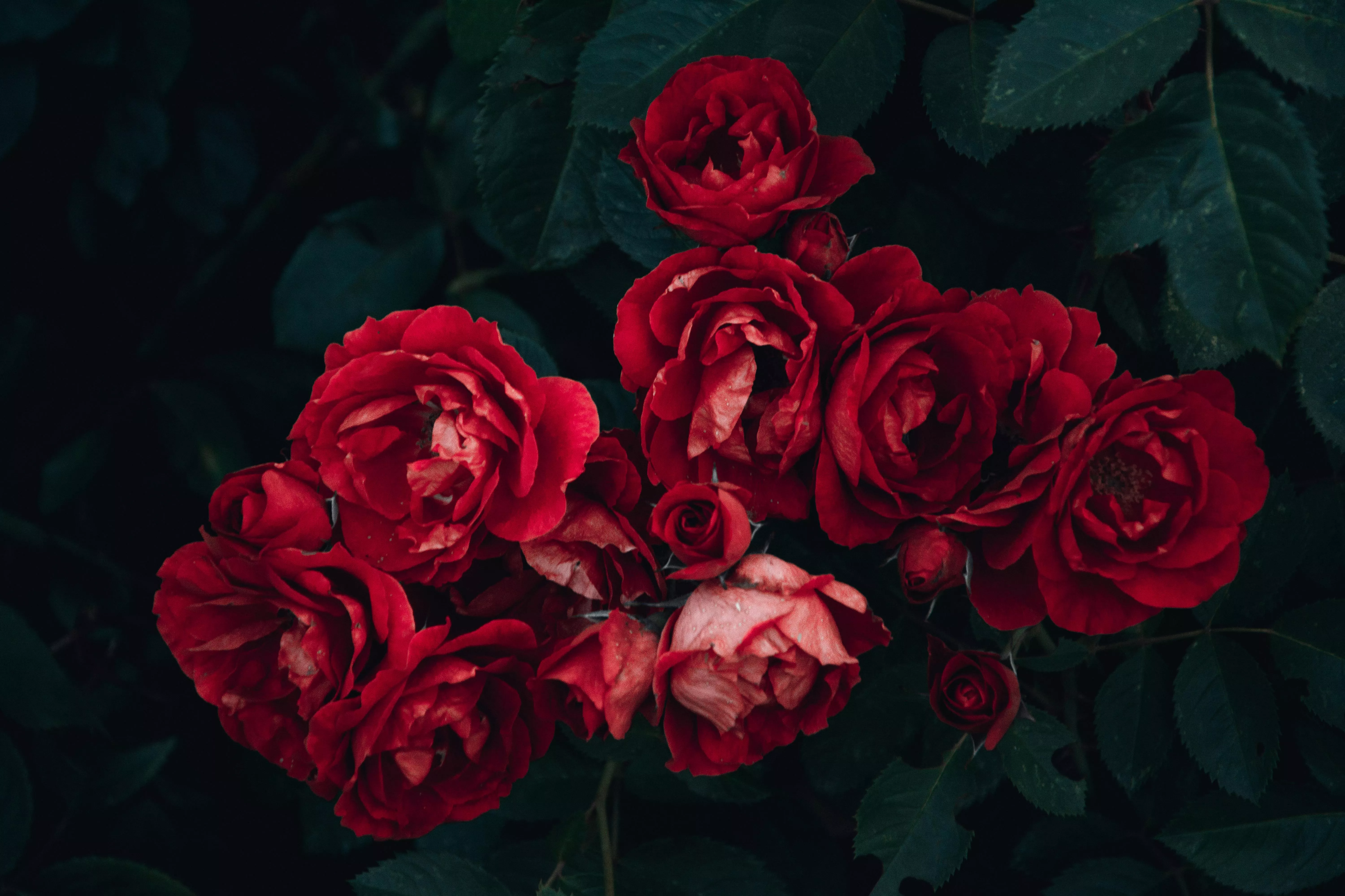 Red Rose and Green Leafed · Free Stock