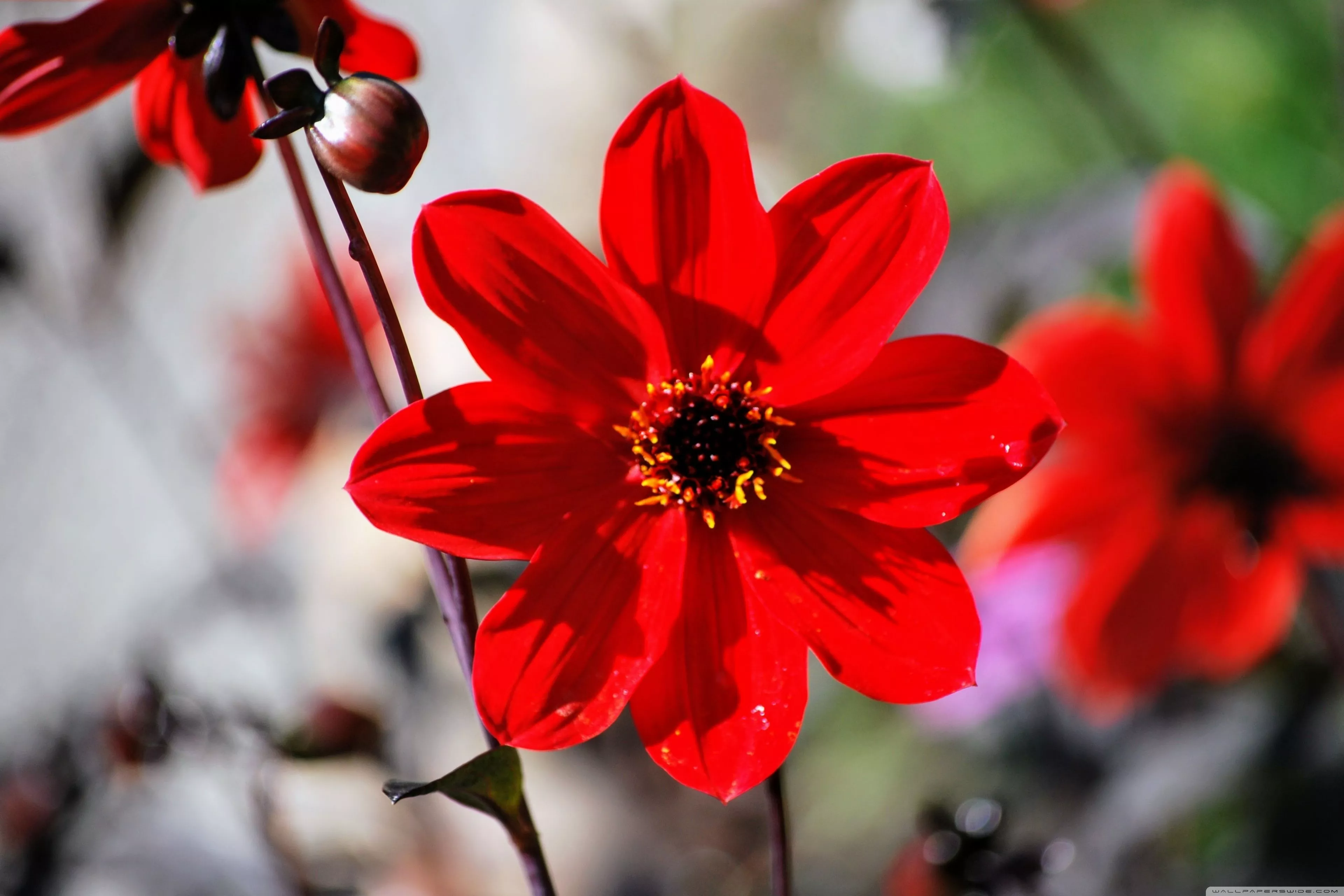 Red Flower Ultra HD Wallpaper for 4K