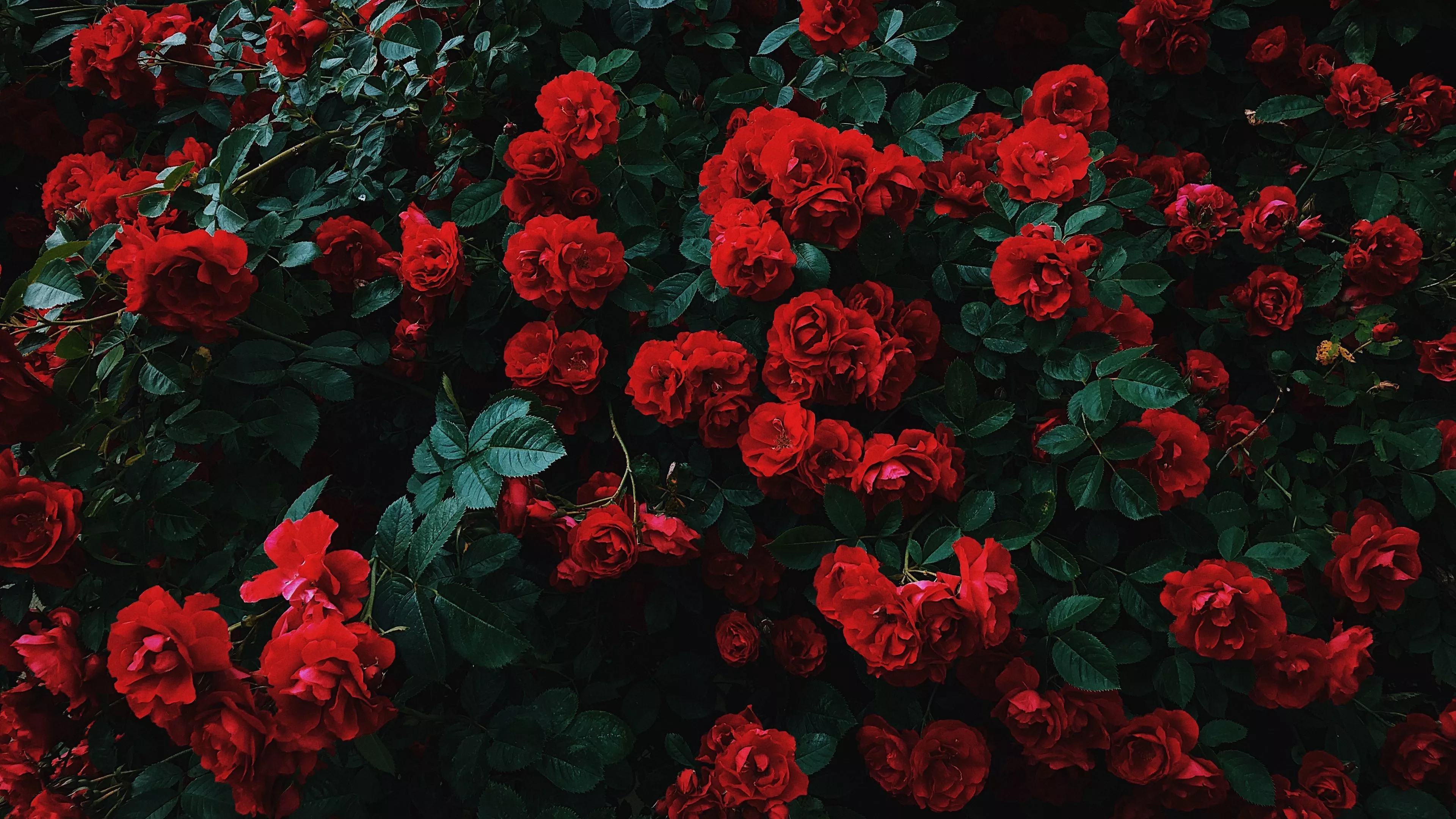 Bunch Of Red Roses With Leaves 4K HD