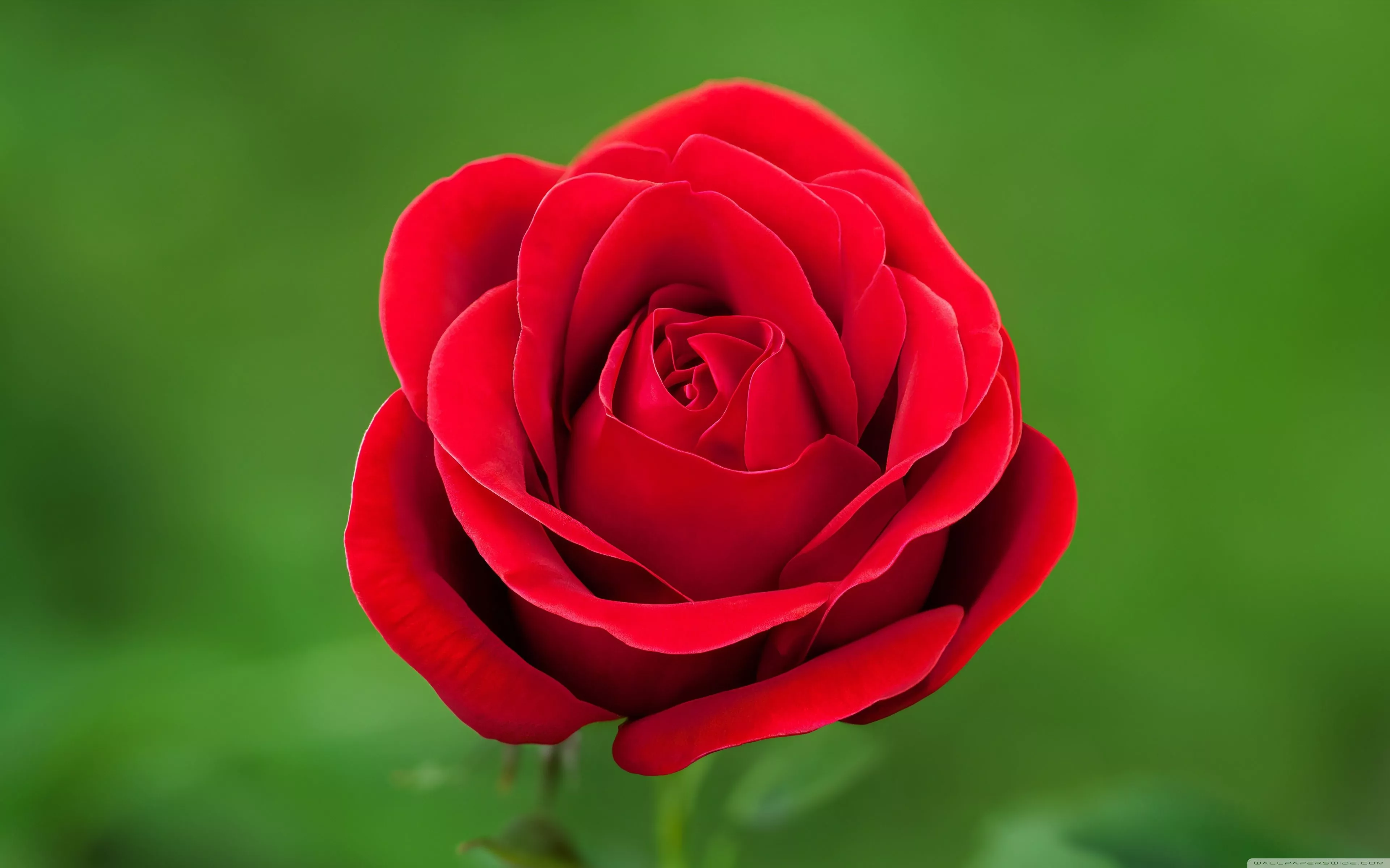 Perfect Red Rose Flower, Green