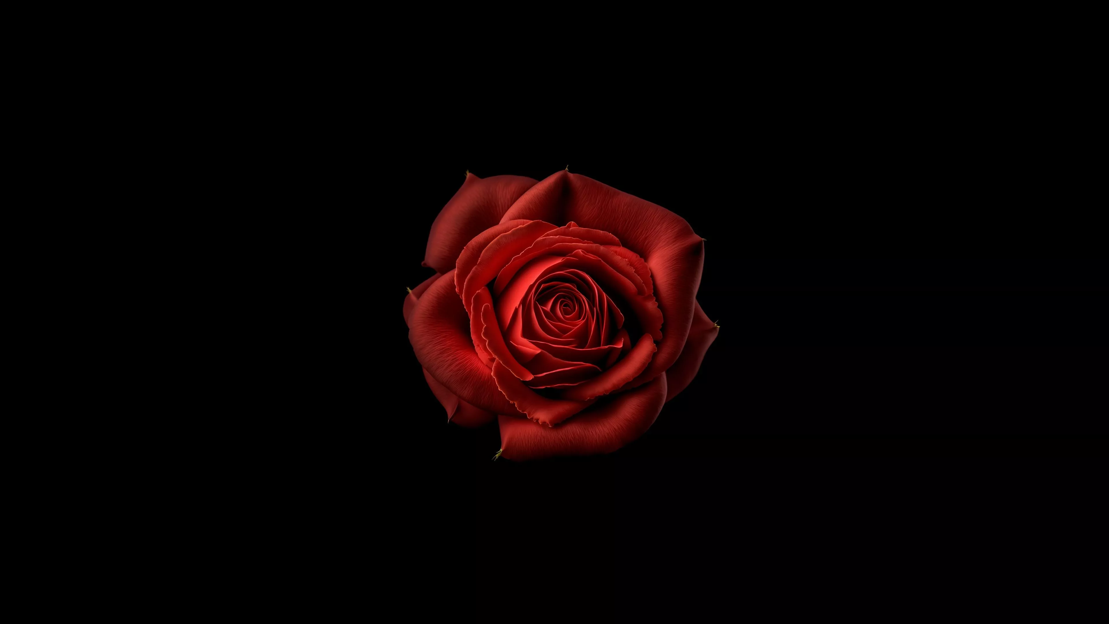 Red flower Wallpaper 4K, Red Rose