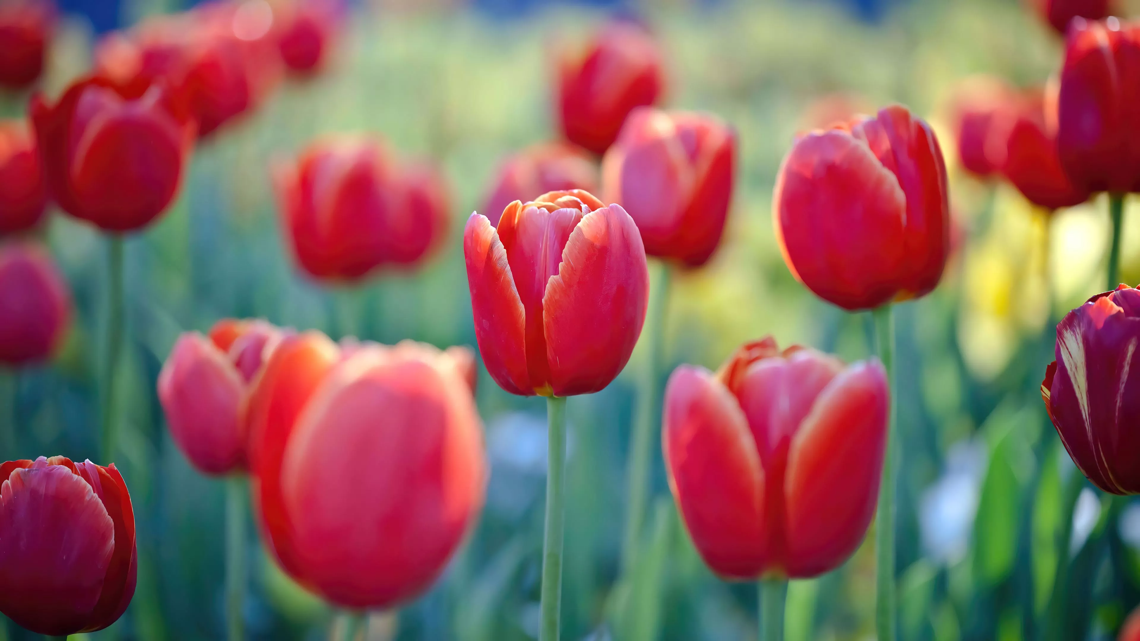 Red Tulips Flower Nature Scenery 4K