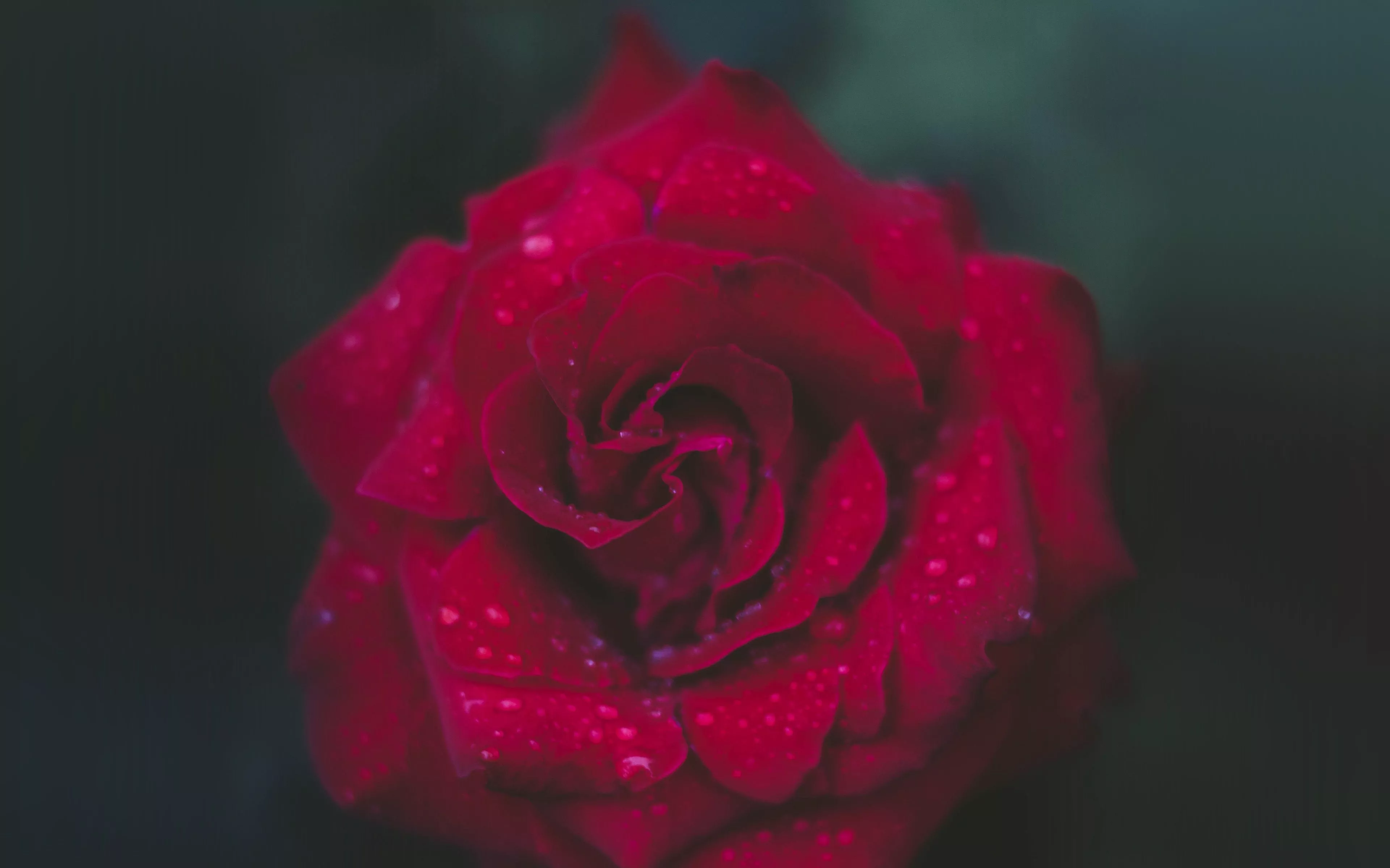 Rose Red Flower Nature