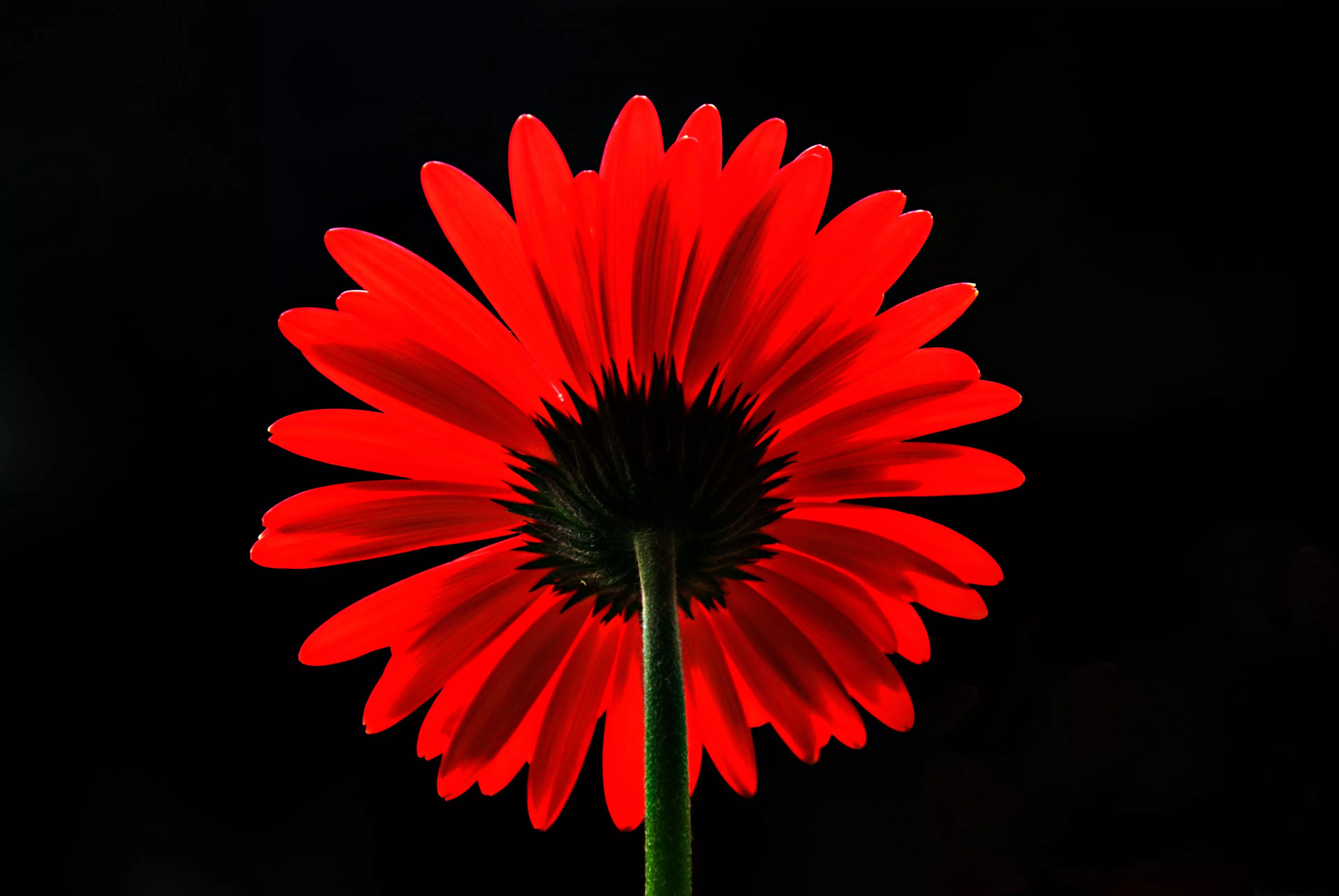 Flower Nature Gerbera 4k Ultra HD Wallpaper