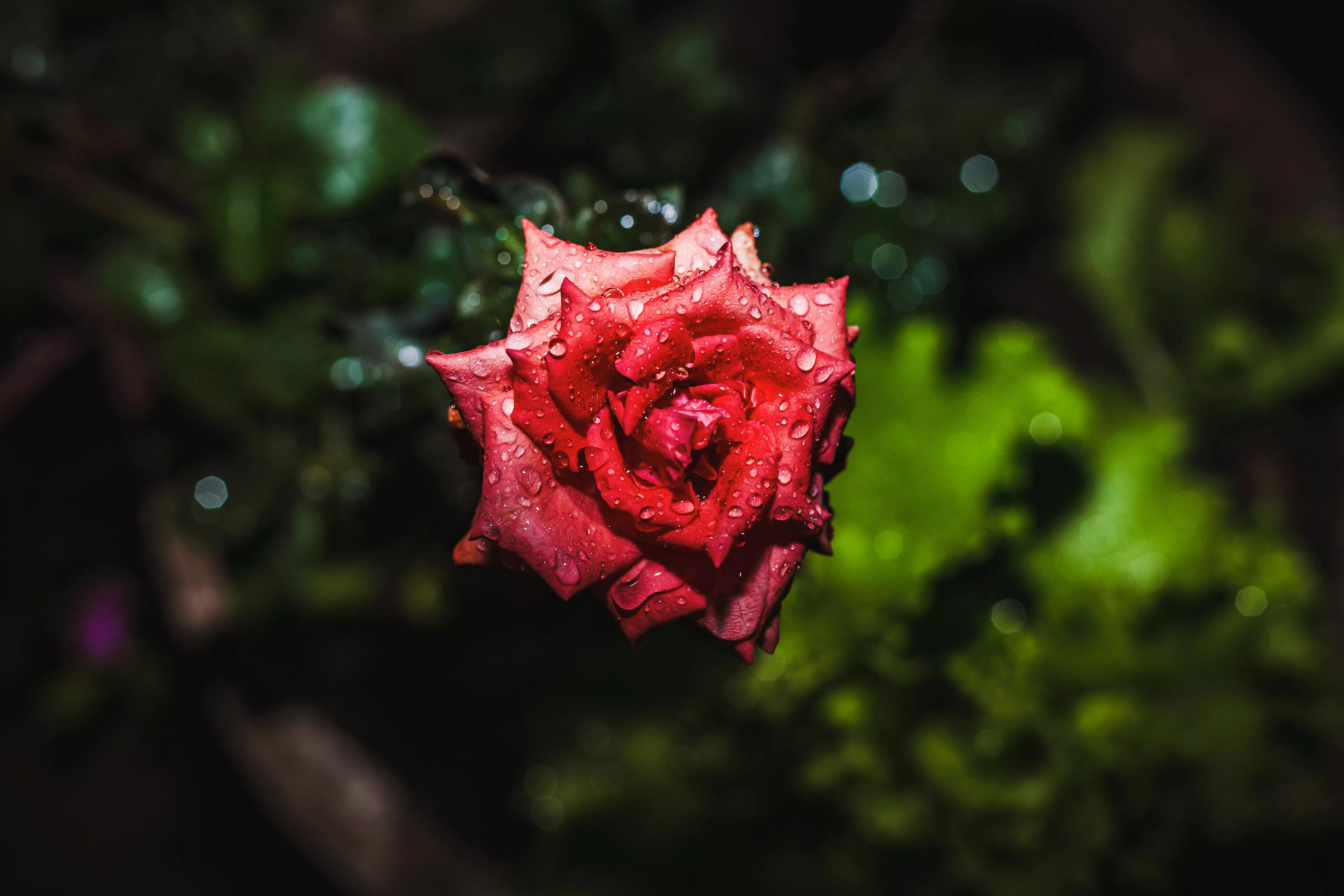 red rose after the rain · Free