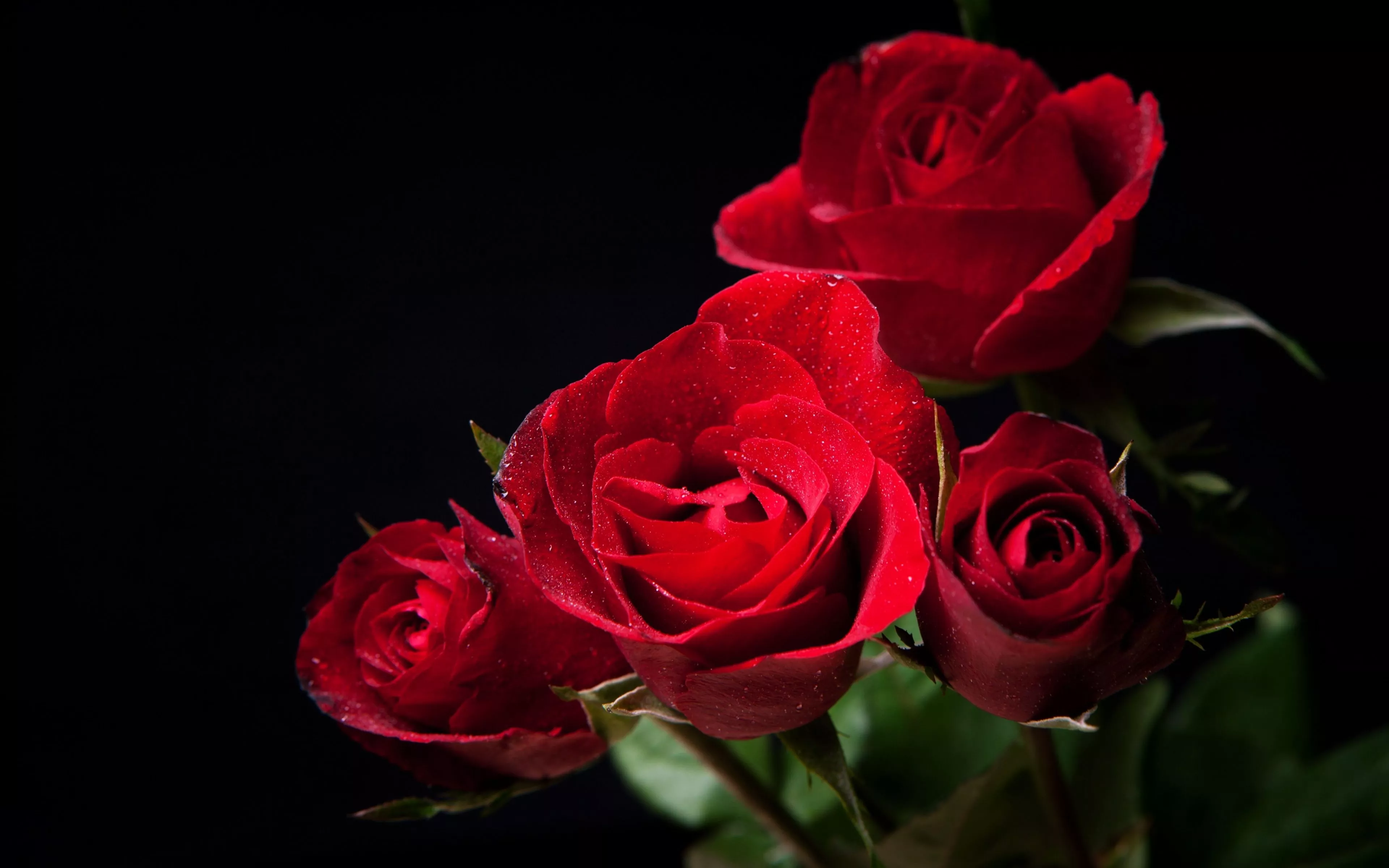 4K Ultra HD Red Rose Bliss Wallpaper