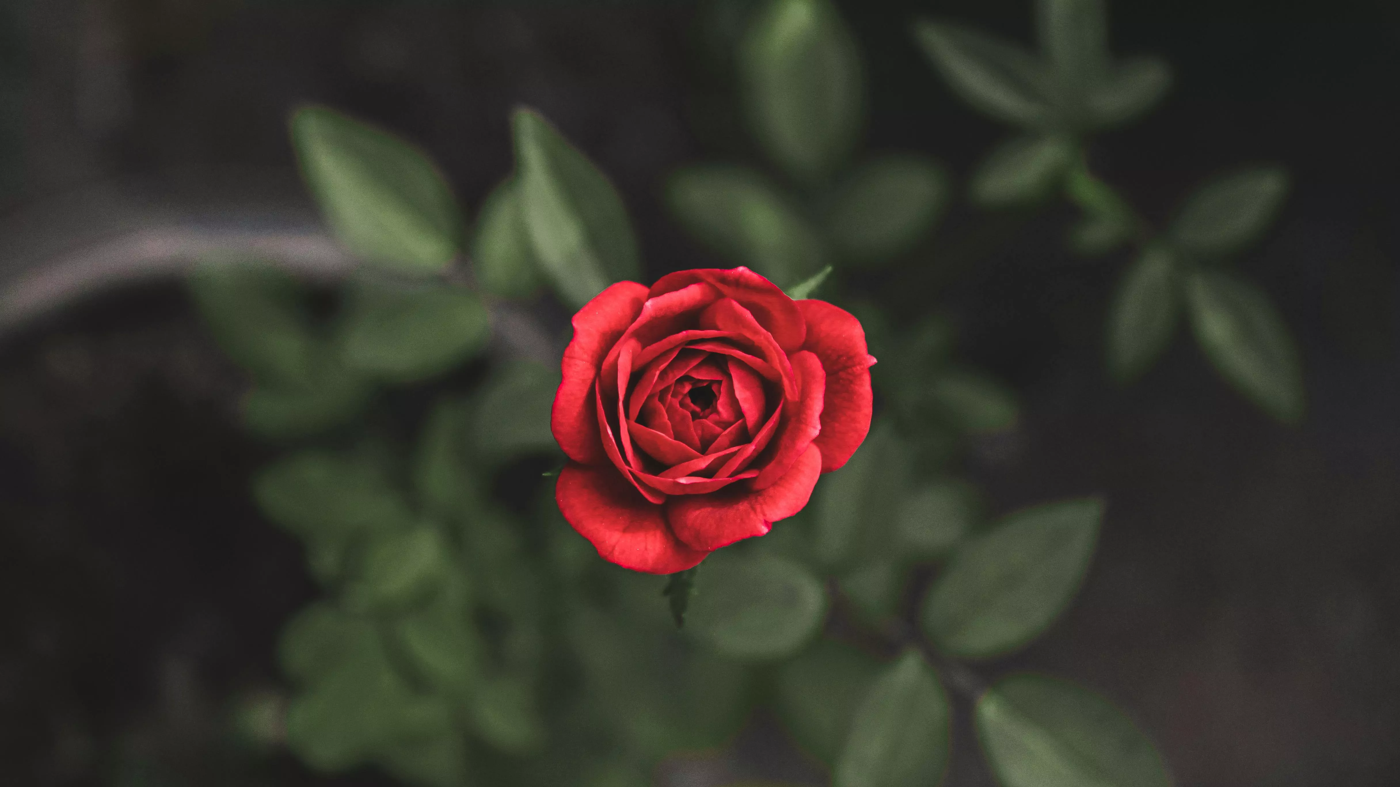 Red Rose Flower · Free
