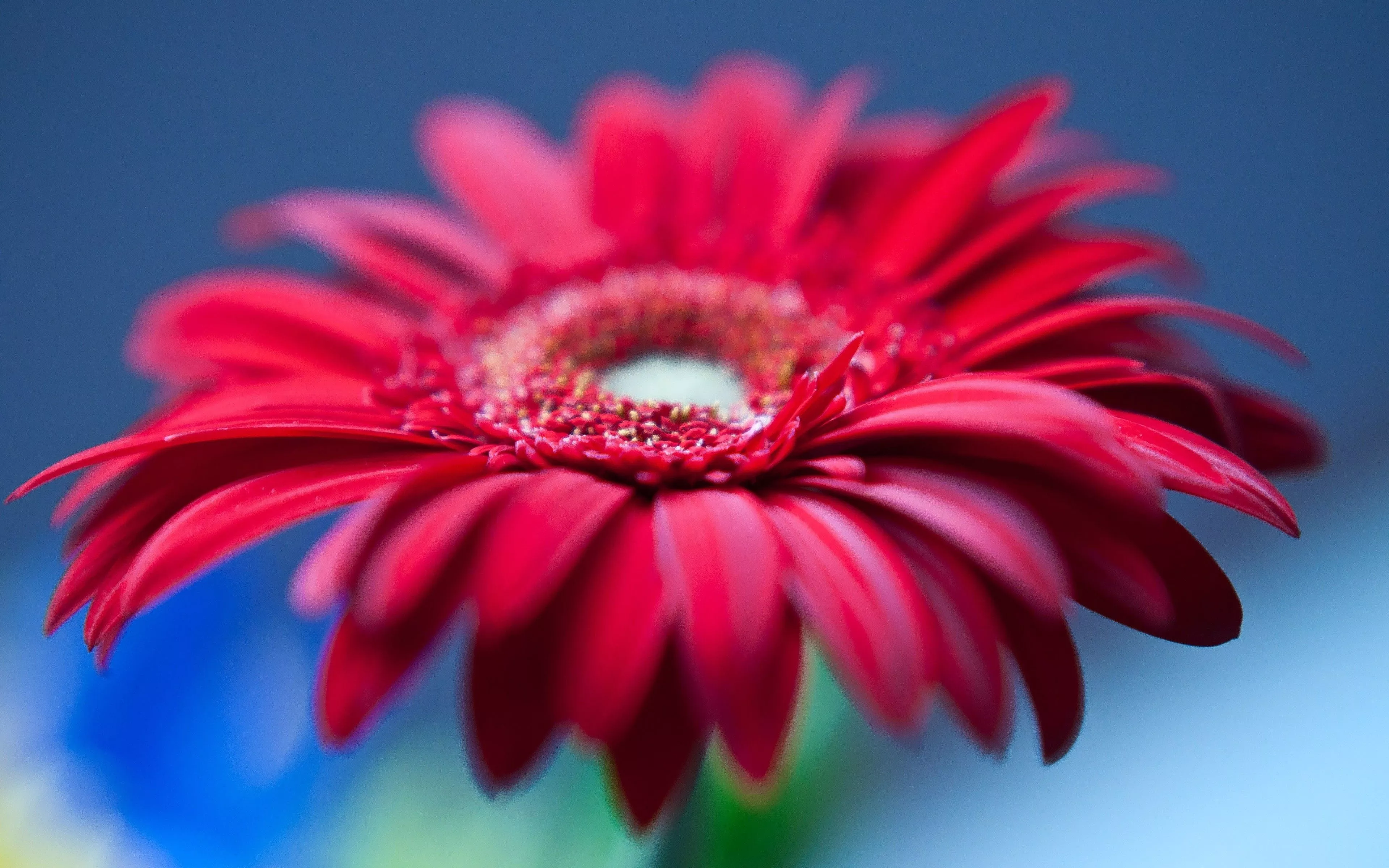Red Gerbera Daisy Flower 4K Wallpaper