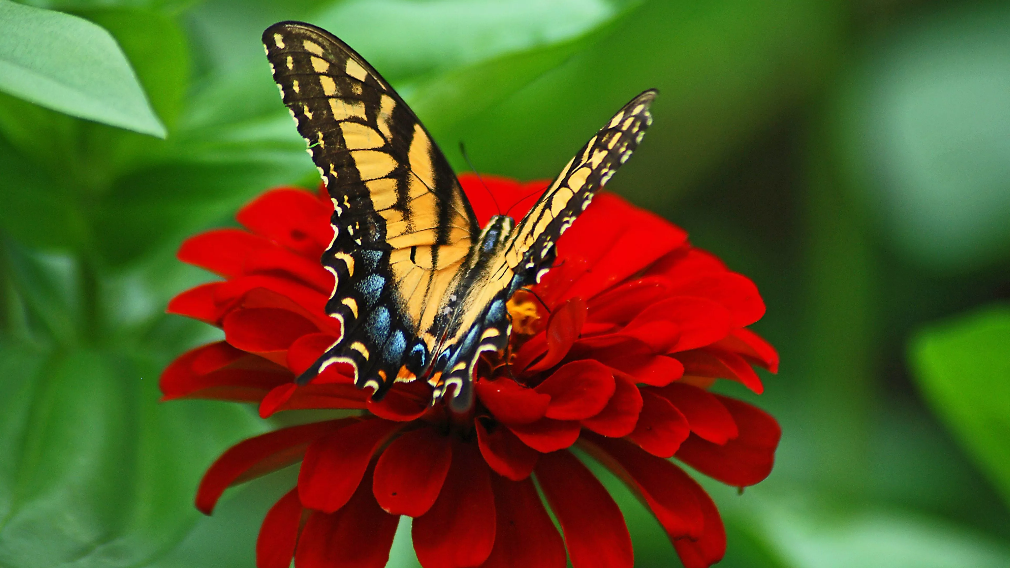 Vibrant Butterfly on Red Flower