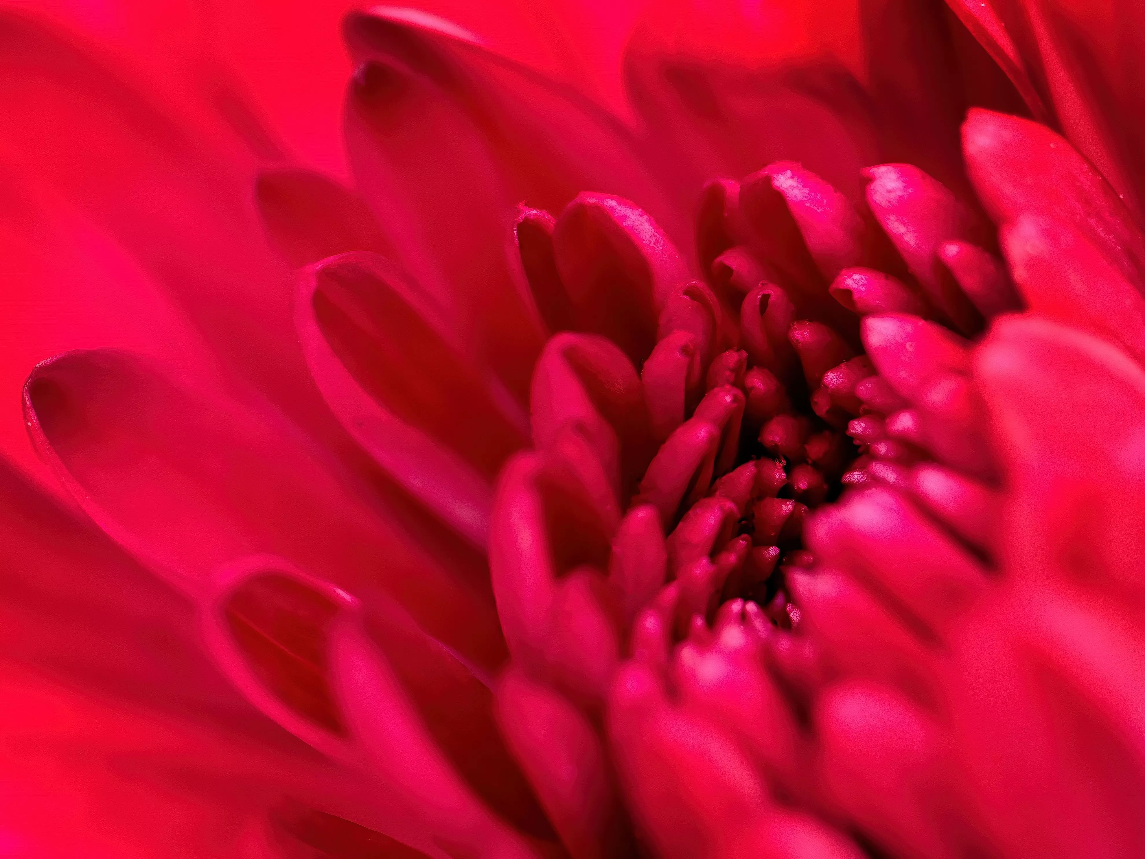 Flower Blossom Macro Royalty Free Photo