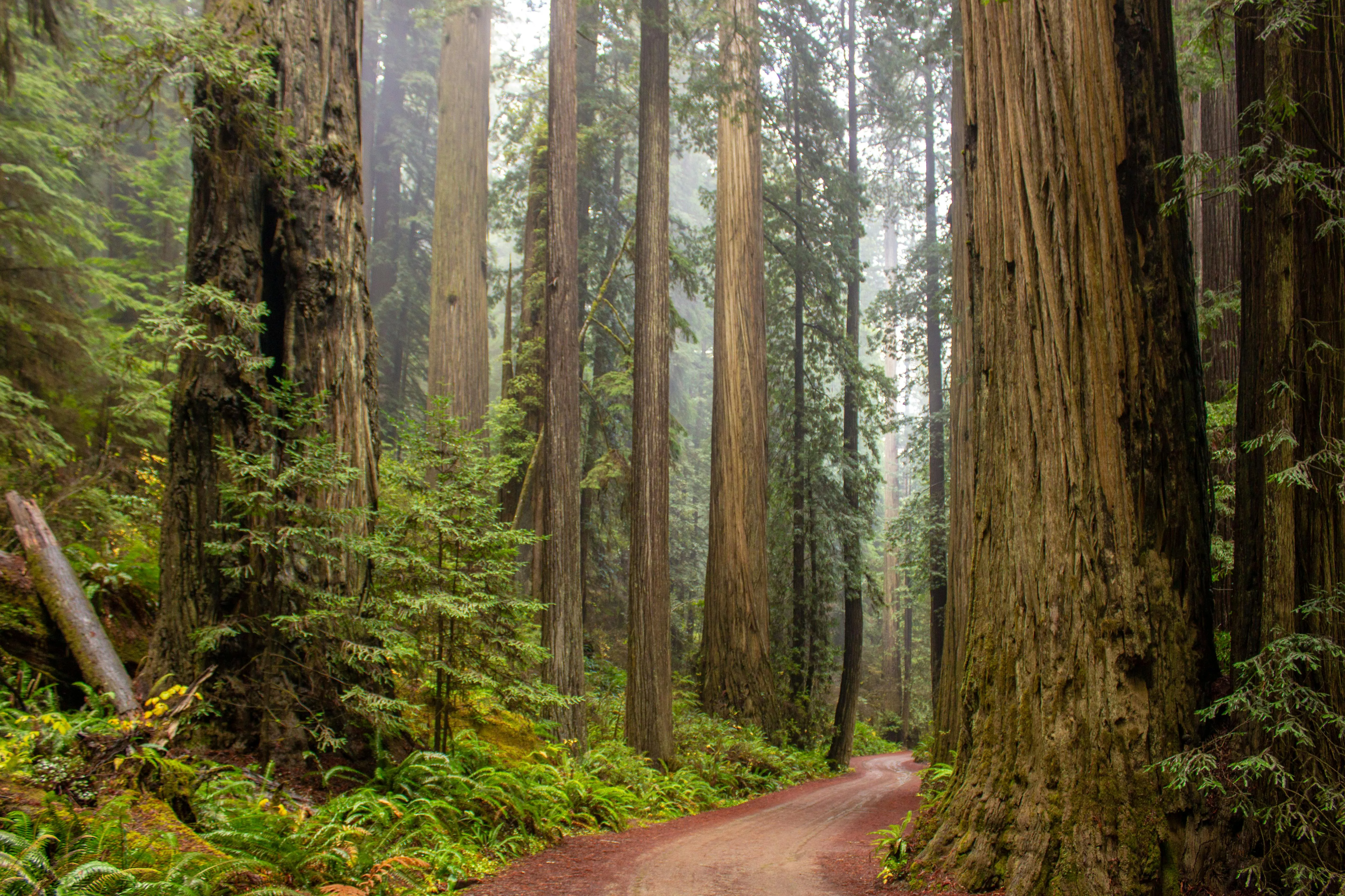 Sequoia Photo, Download The BEST Free