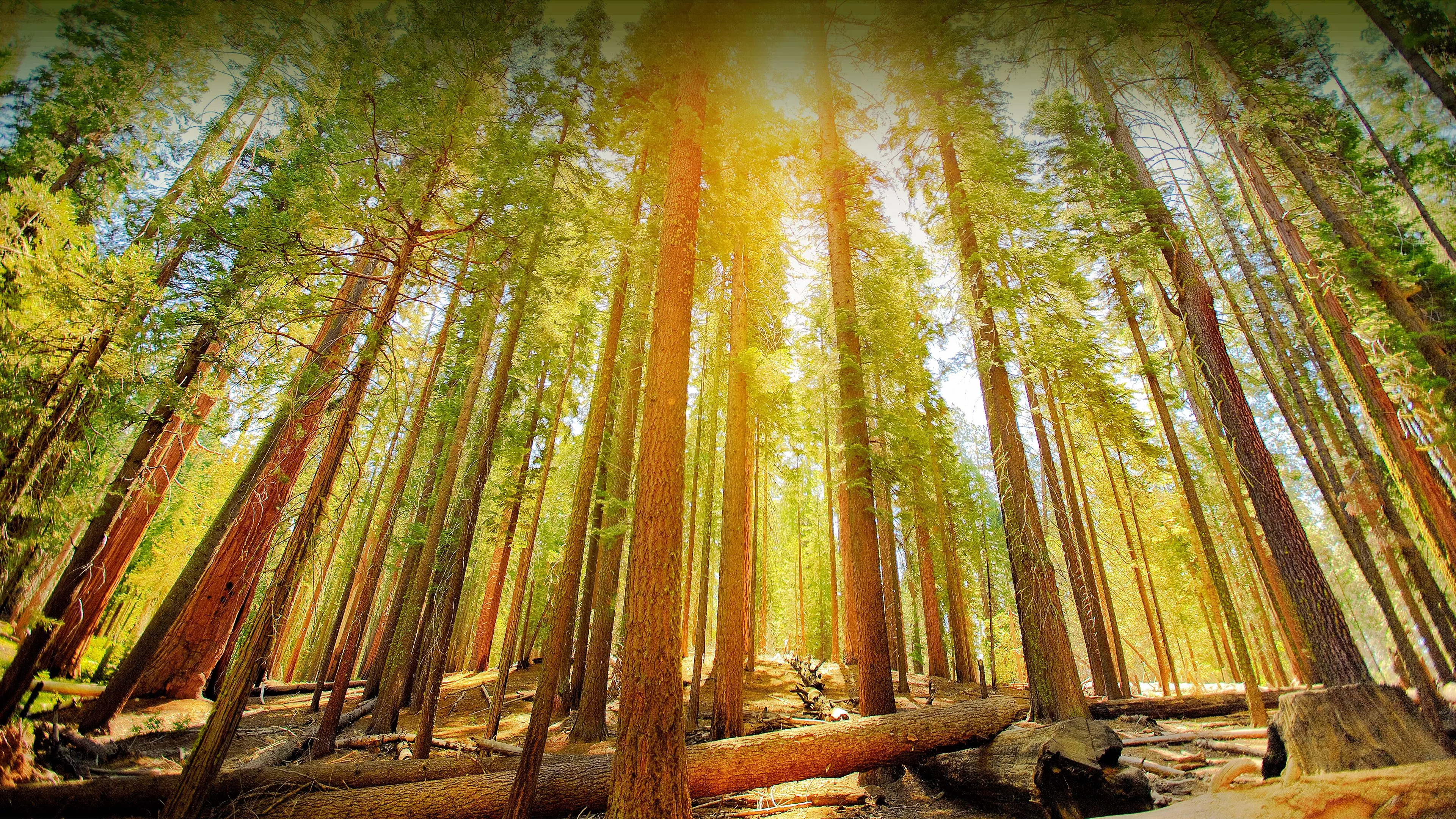 Nature Forest 4k Ultra HD Wallpaper