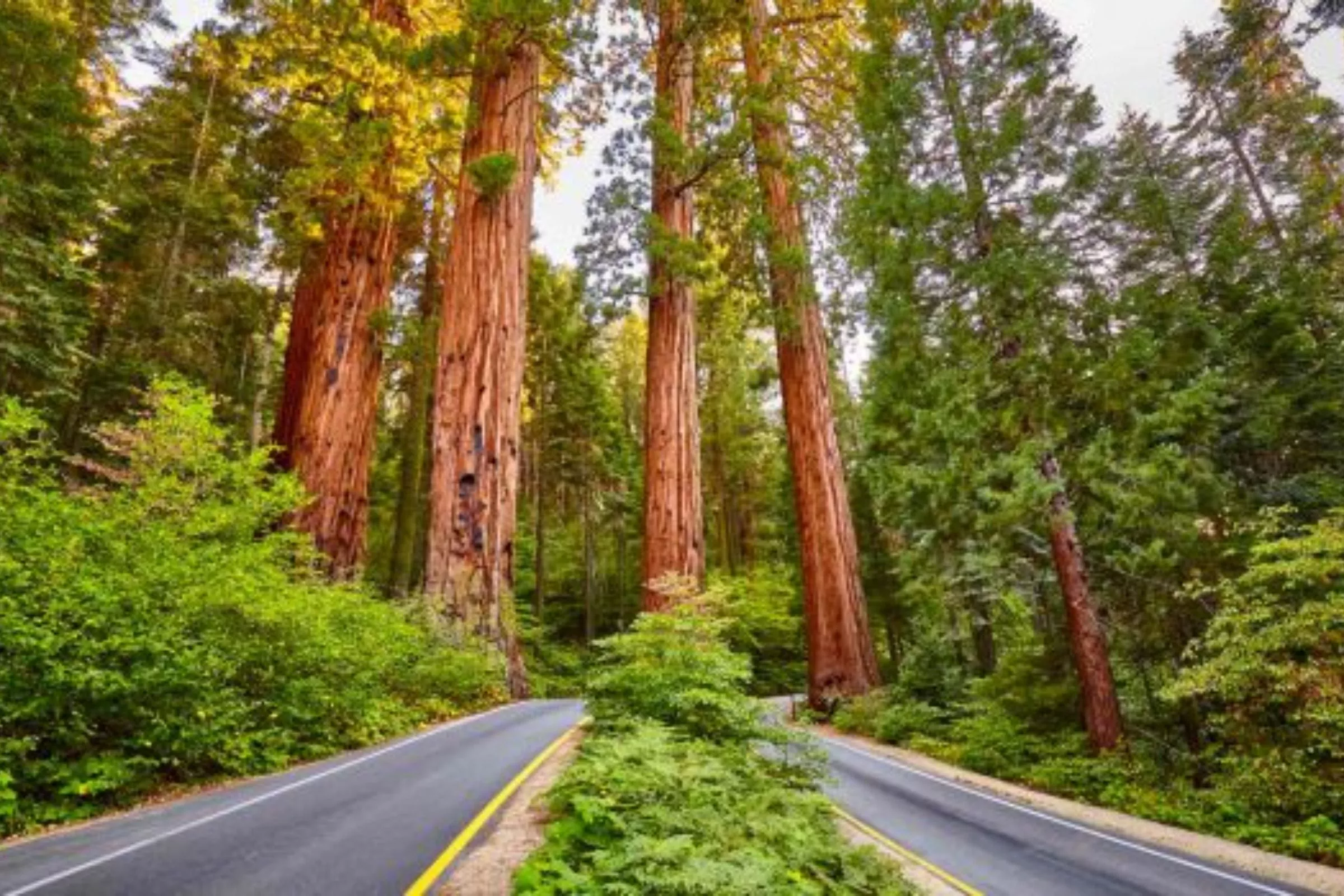Visit Kings Canyon National Park Near