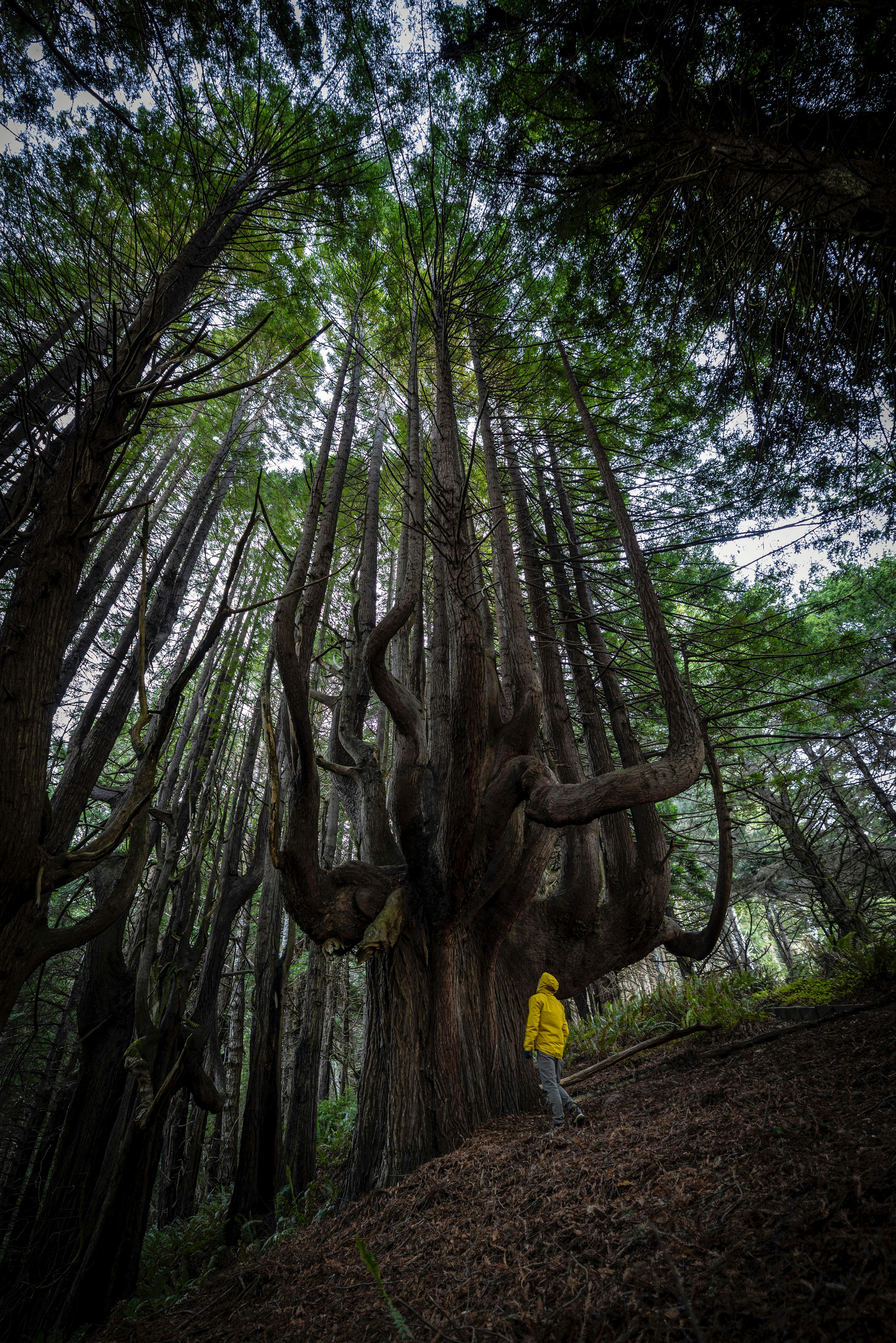 Sequoia in a Forest · Free