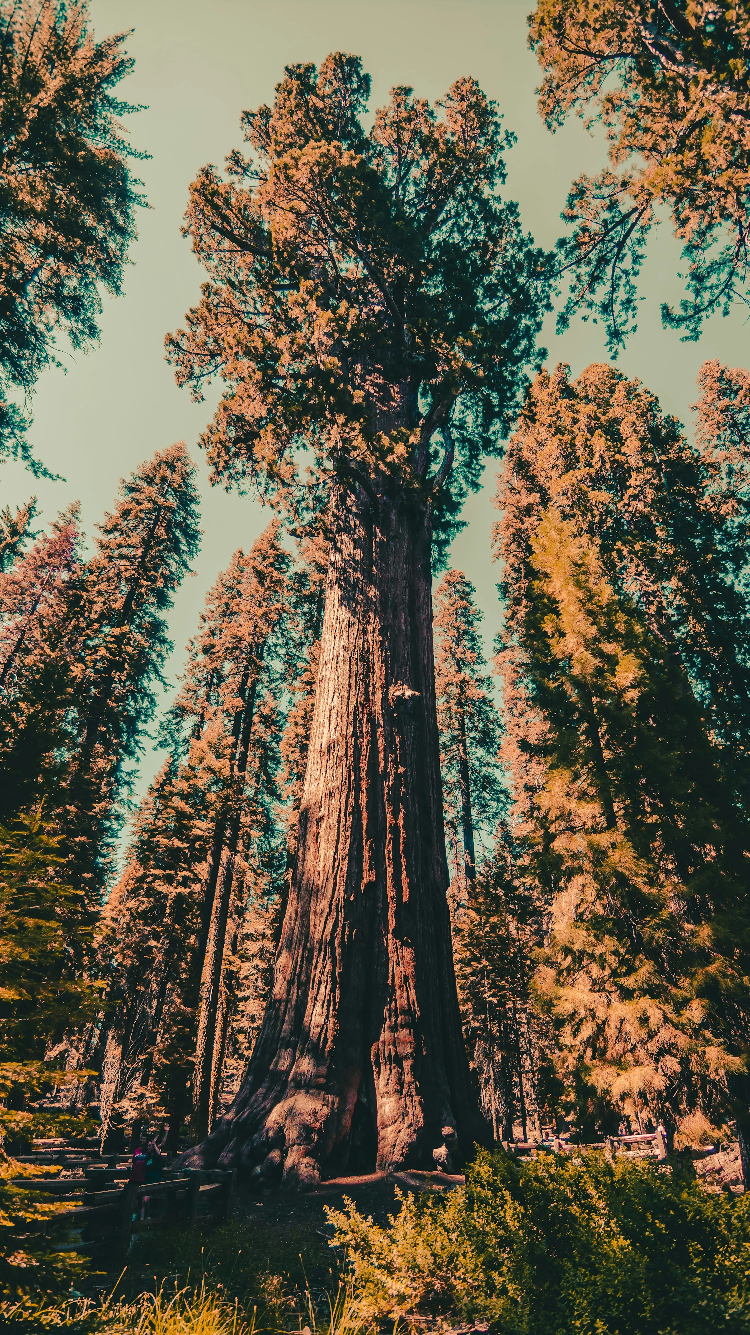 Sequoia Tree Picture. Download Free