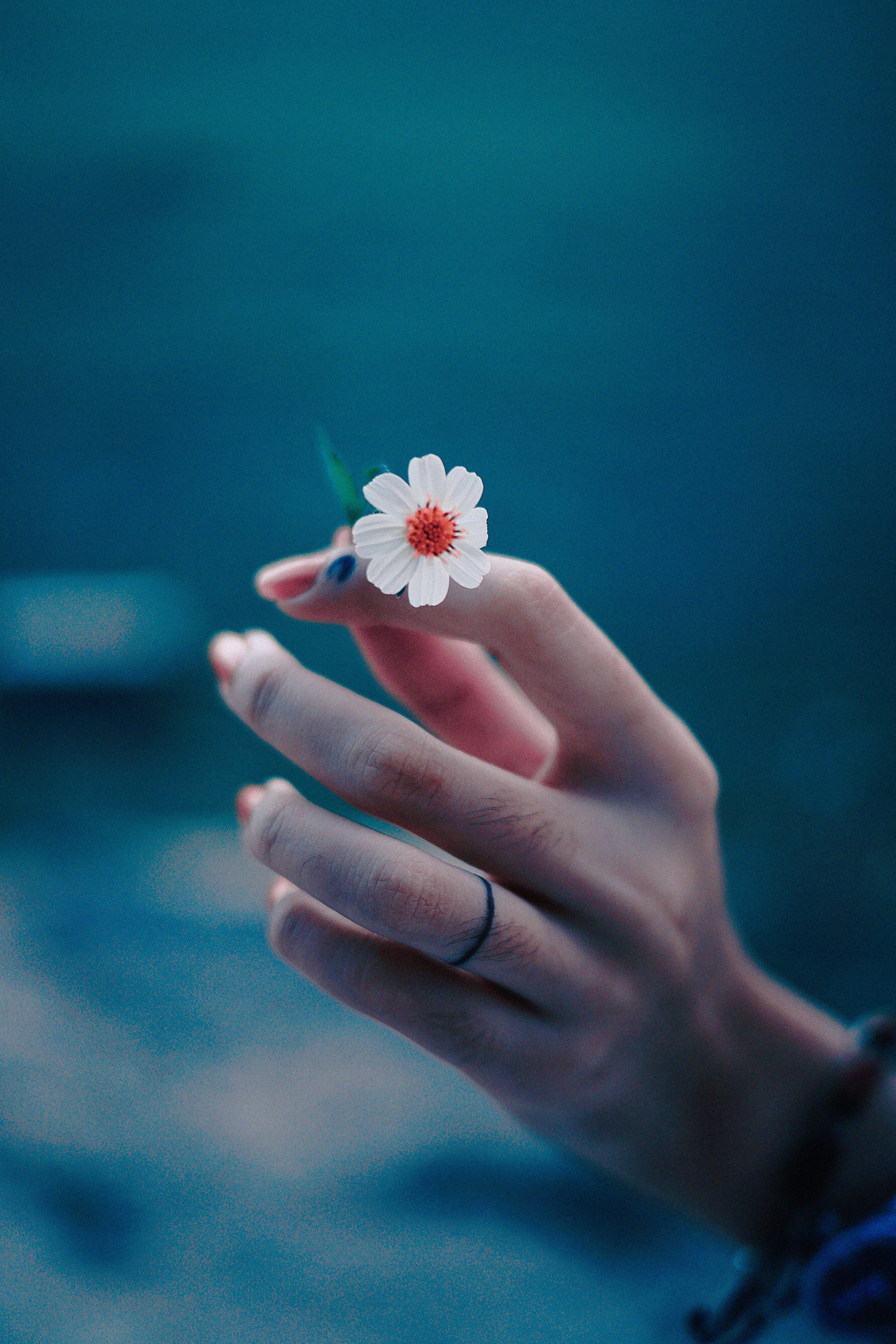 Hand Holding a Tiny Flower