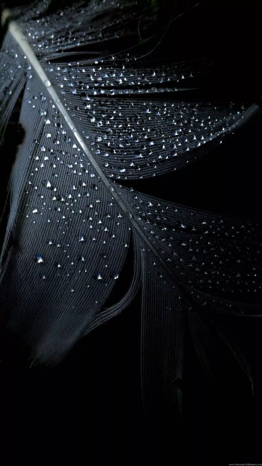 Wet Feather Black iPhone 6 Plus