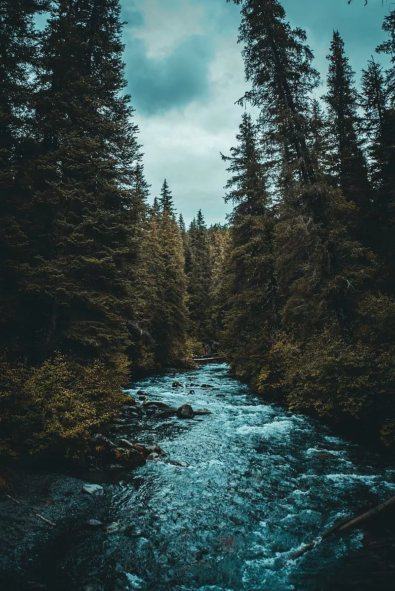 trees, HD phone wallpaper