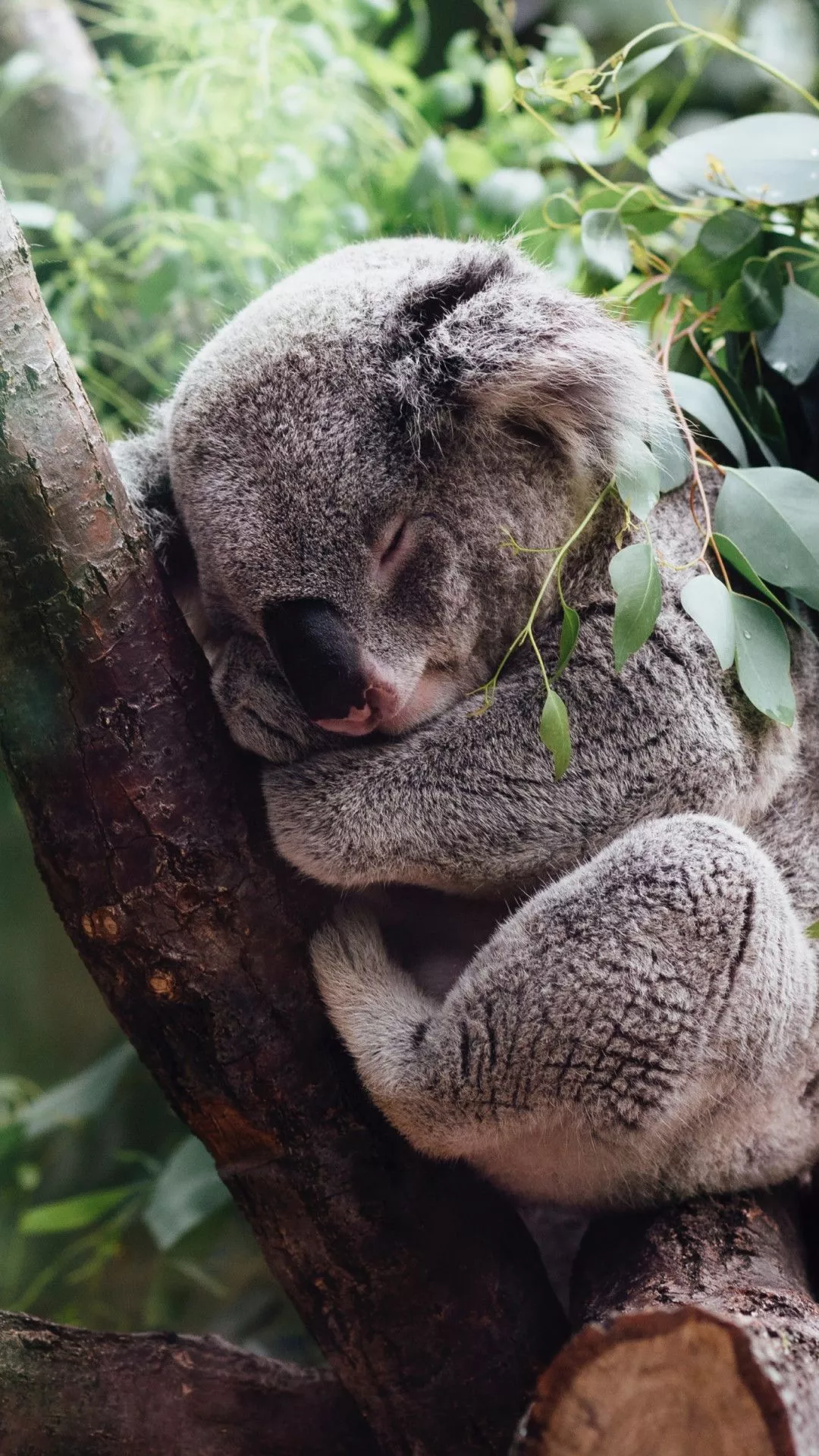 Download wallpaper: Koala bear 1080x1920
