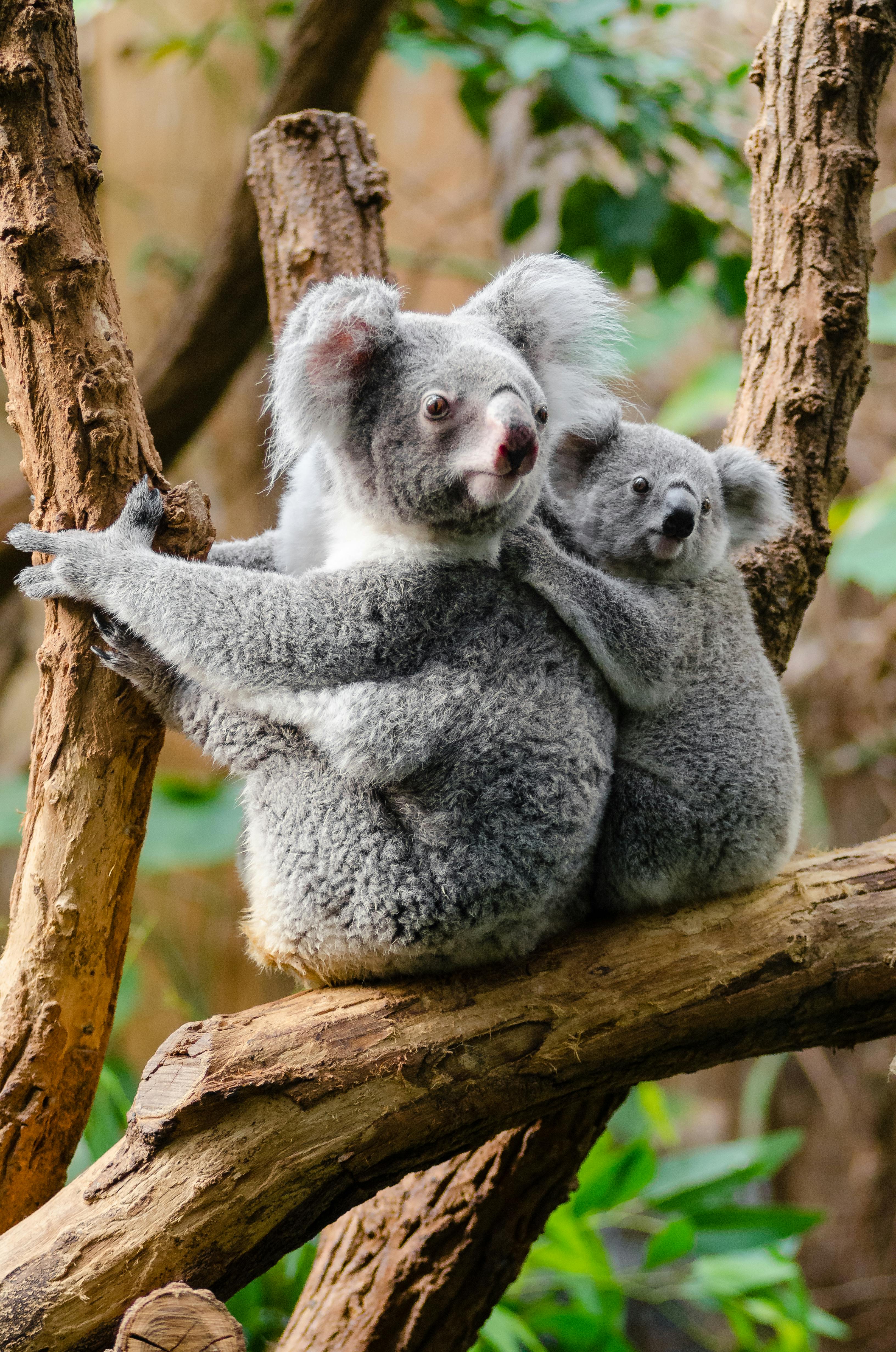 Koala Bears on a Tree Trunk · Free
