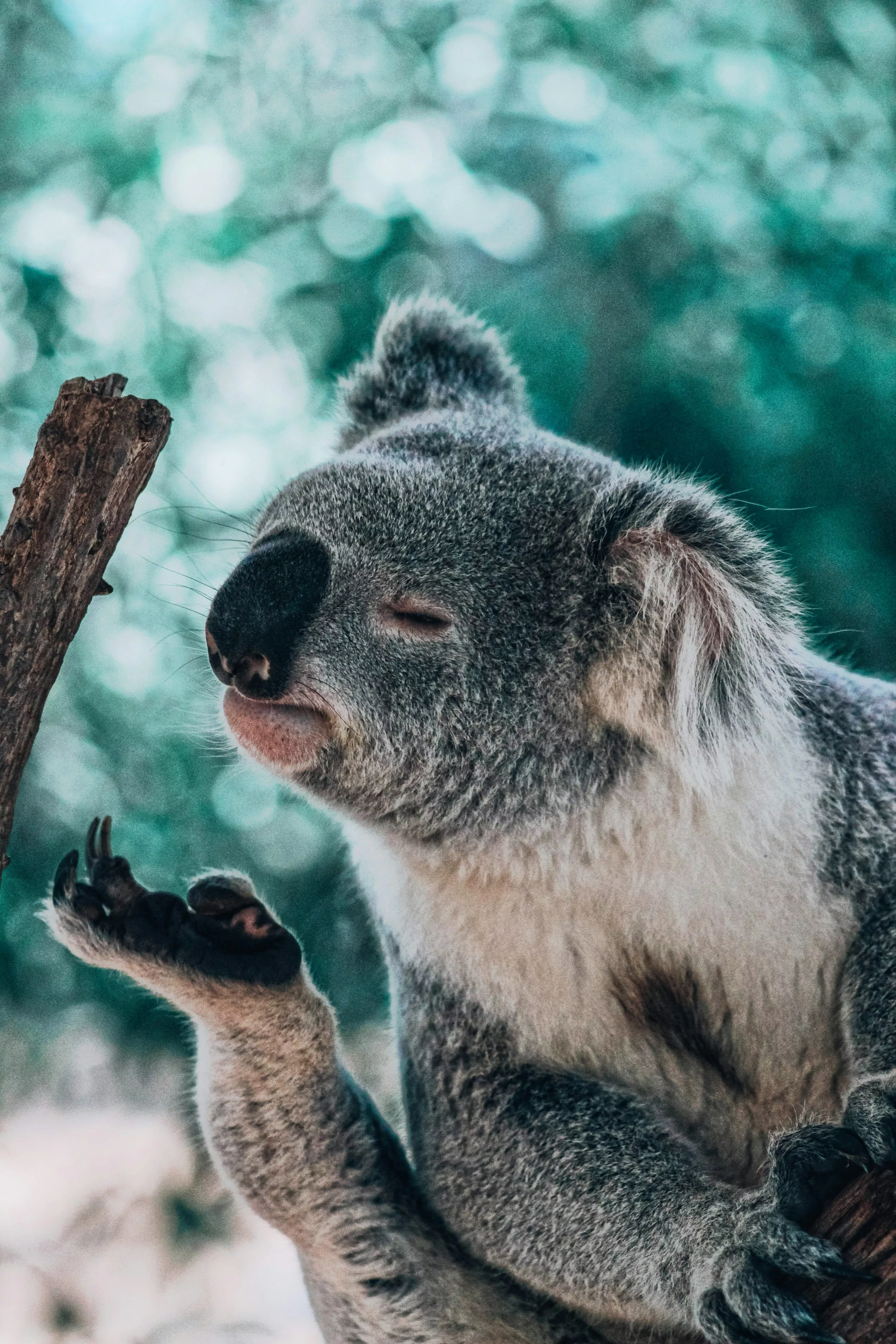 Koala bear smelling foot photo
