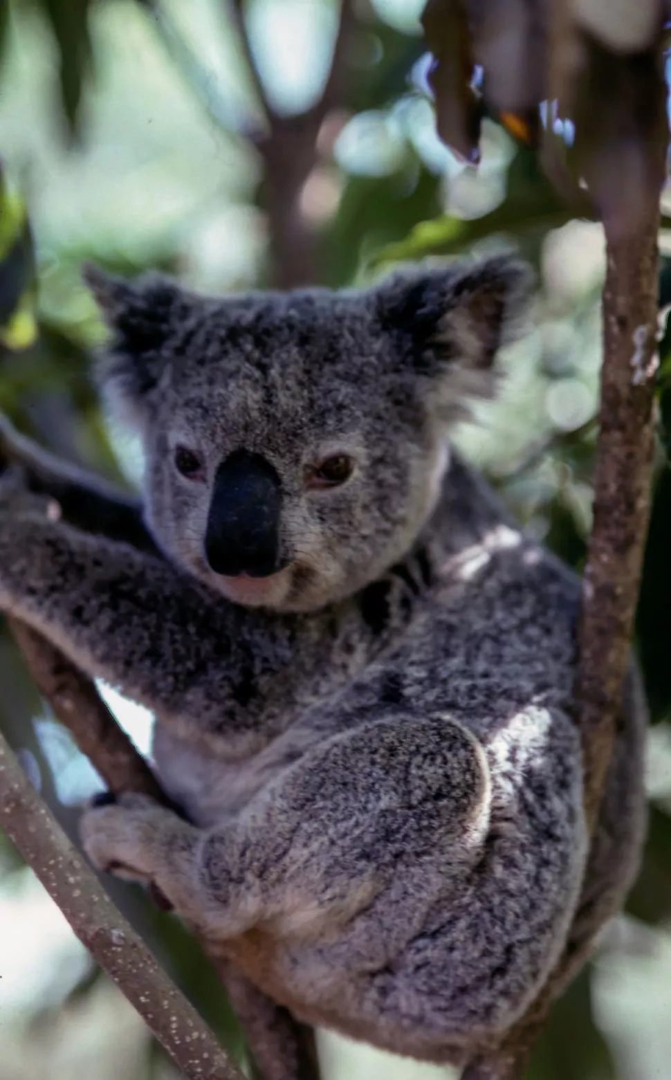 Koala Bear Sitting in Tree With Leaves