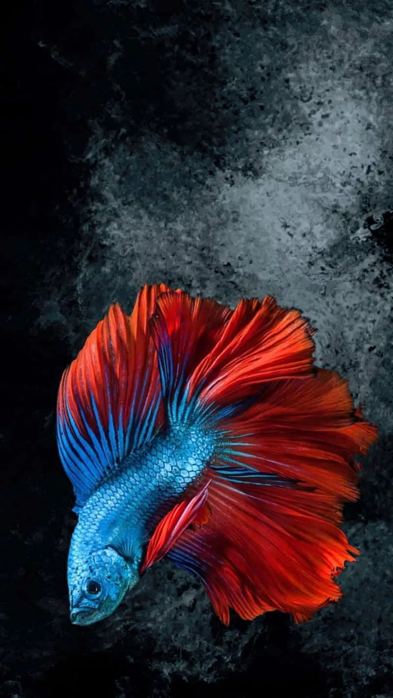 Betta Wallpaper