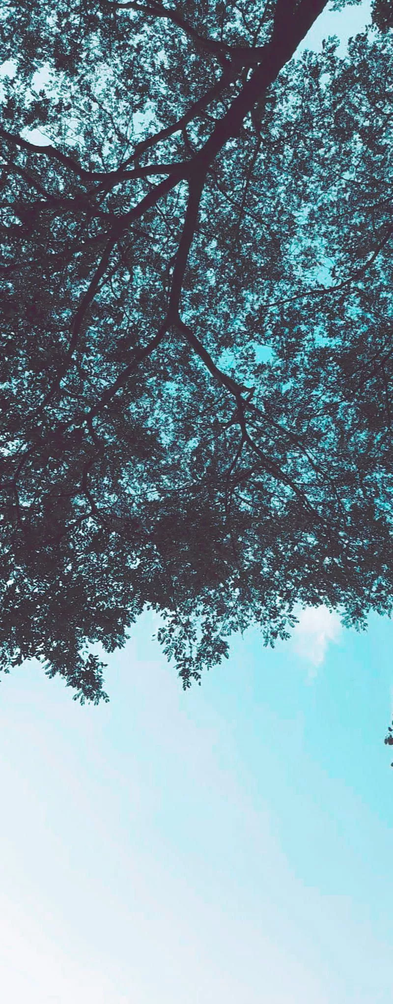 IPhone nature wp, huawei, huawei