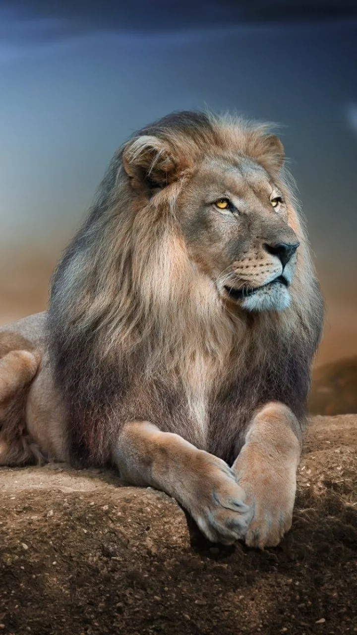 Download Animal Lion Phone Wallpaper