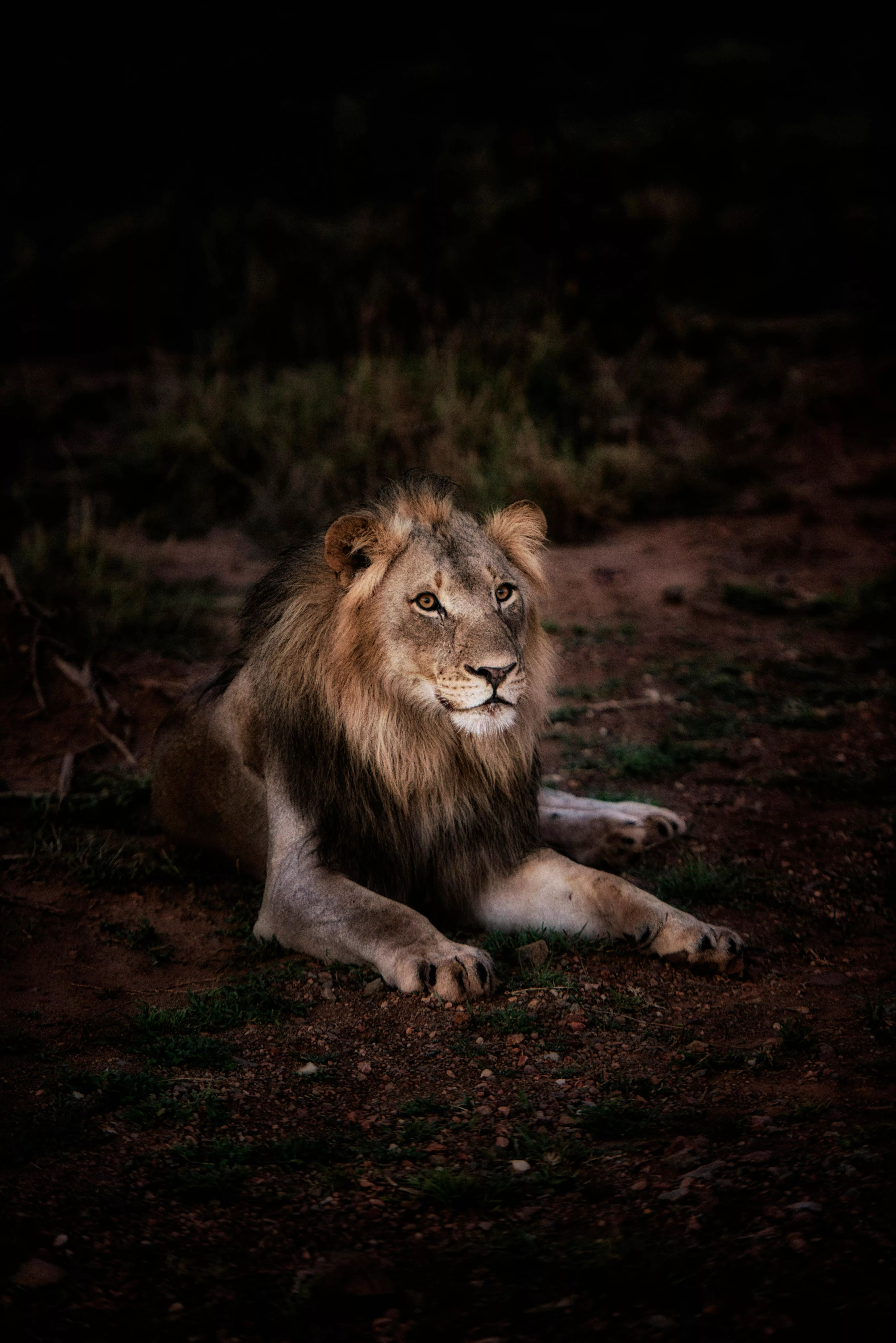 Photo of Lion Lying on Ground · Free