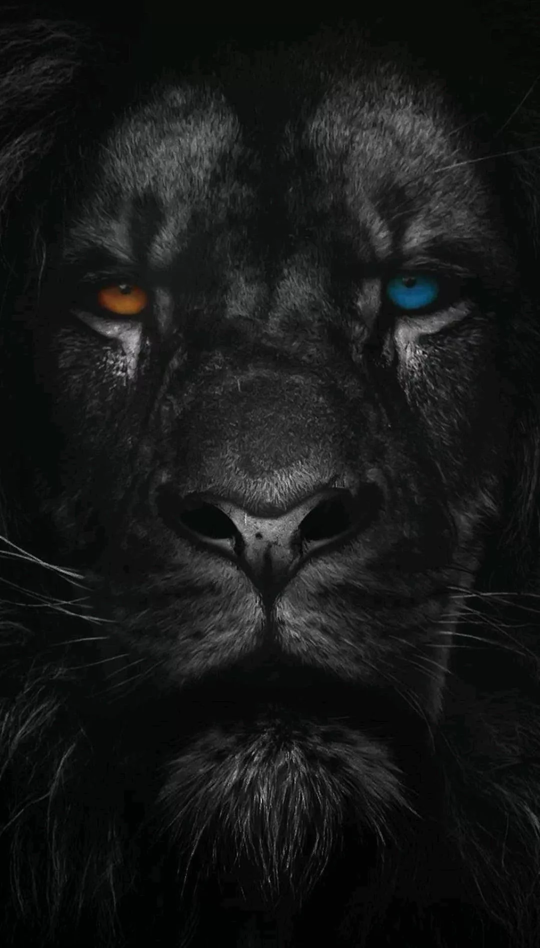 Lion Phone HD Wallpaper