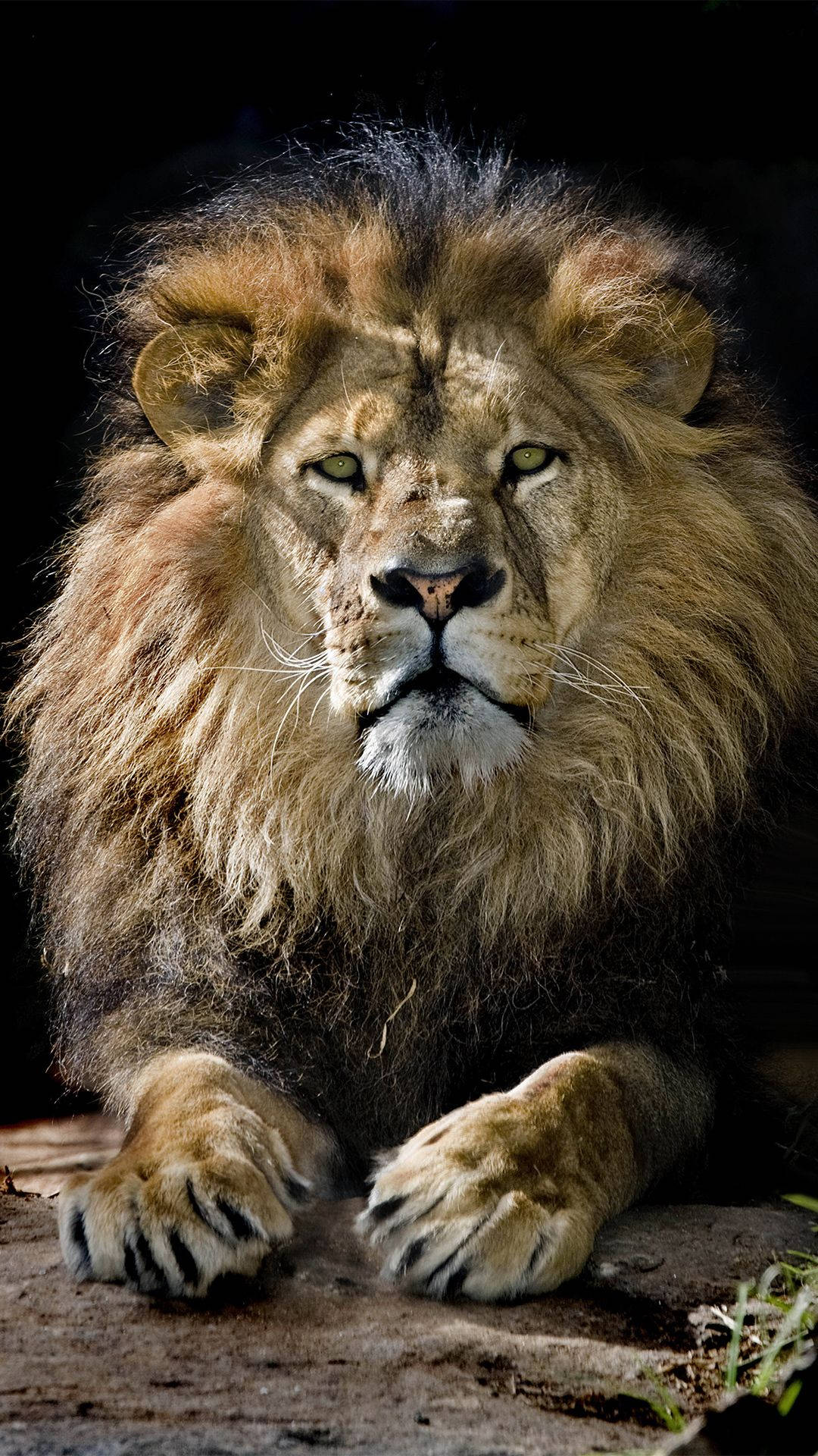 Big Head Lion iPhone Wallpaper