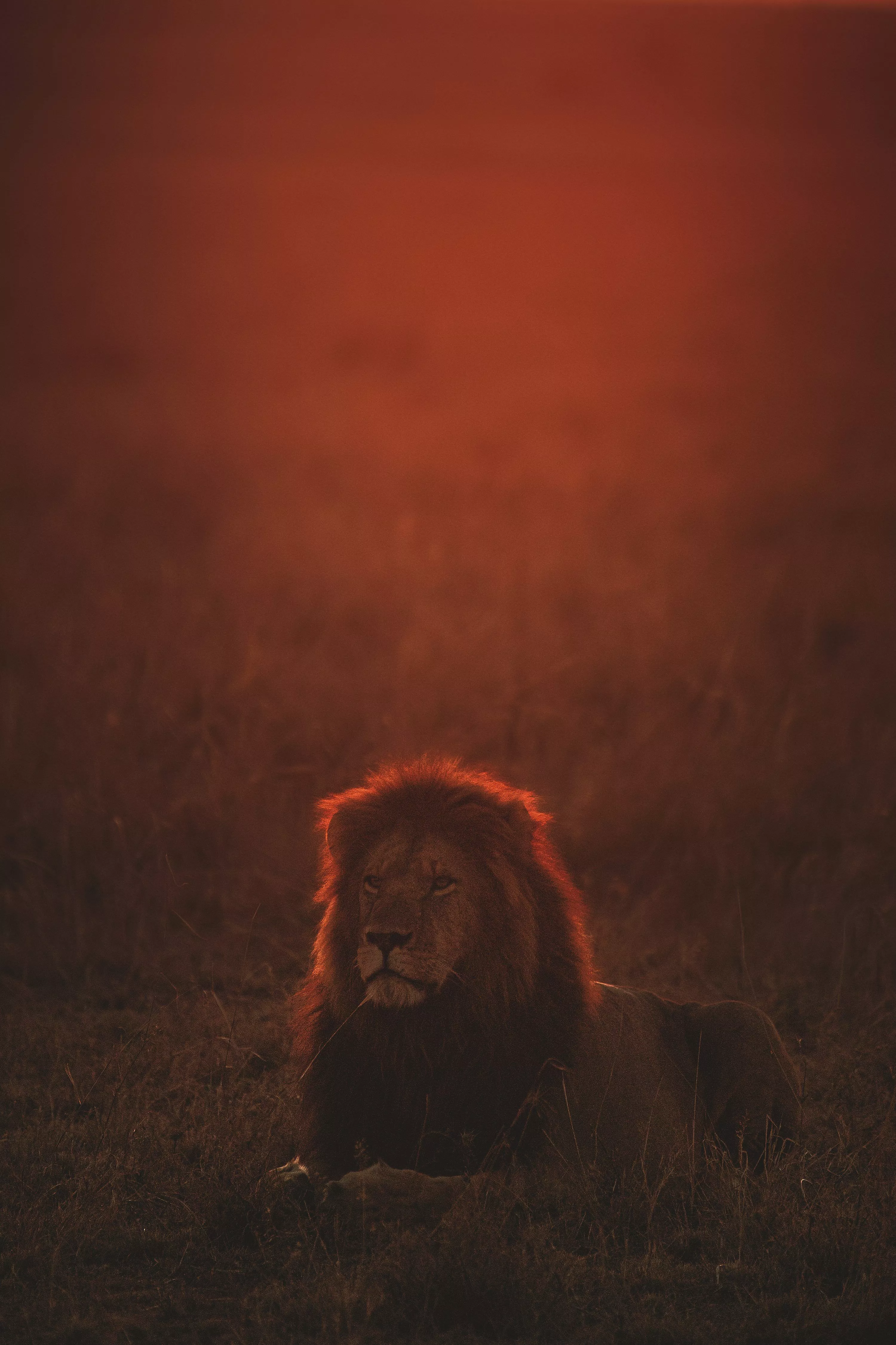 Lion Wallpaper: Free HD Download