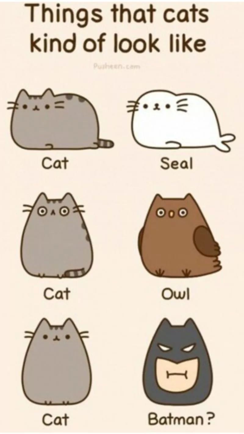 cat, HD phone wallpaper