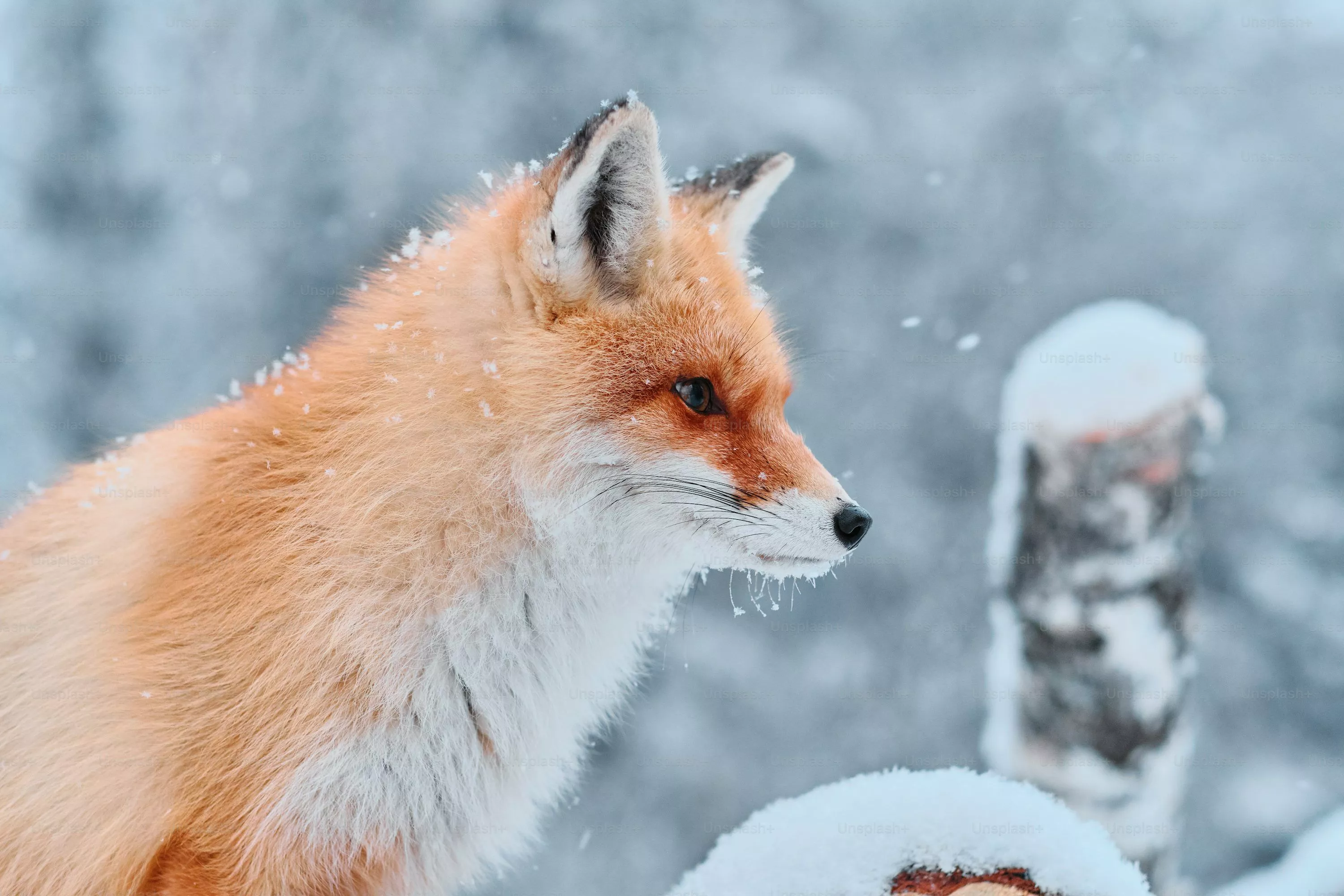 50,Snow Fox Picture. Download