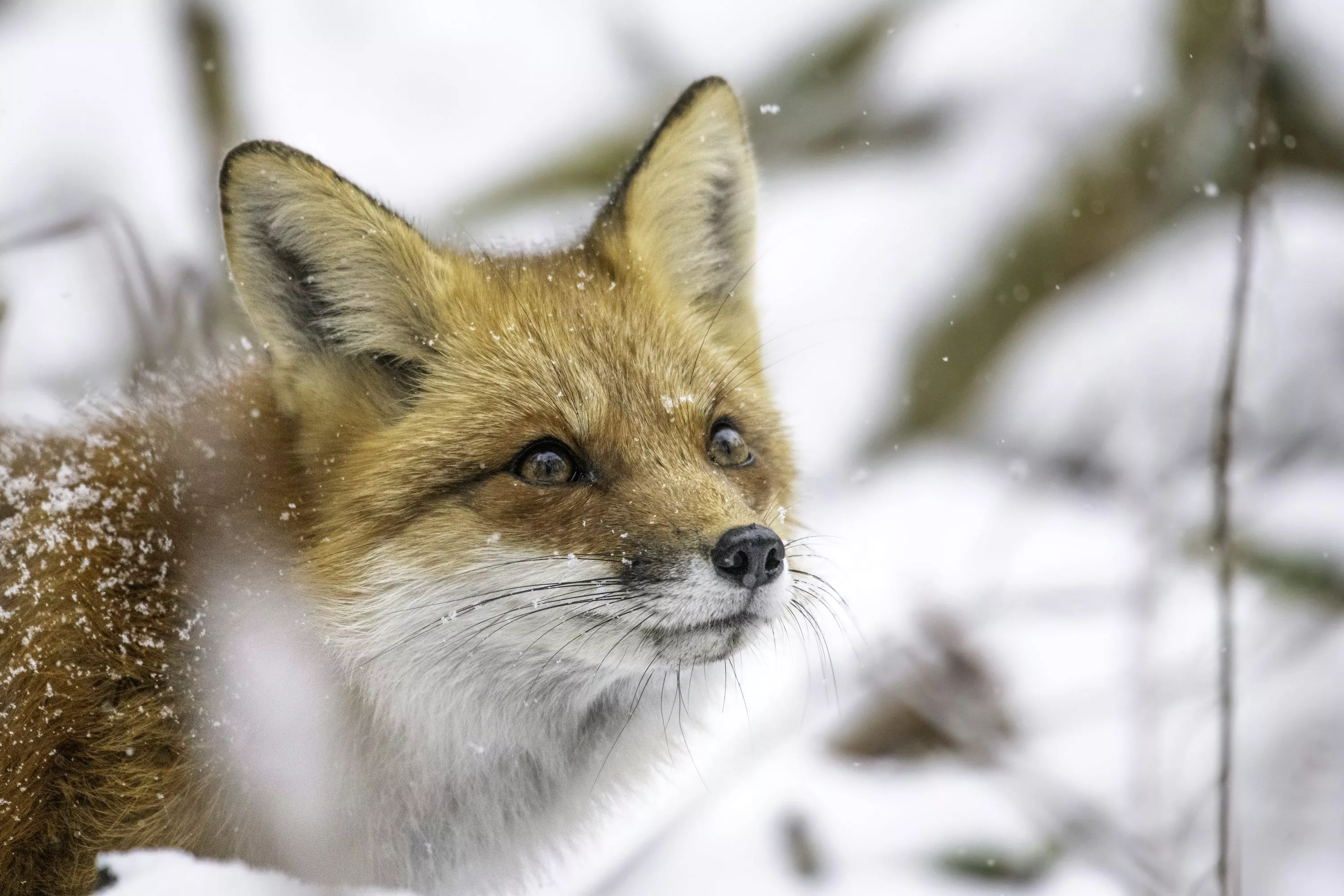 A close up of a fox in the snow photo