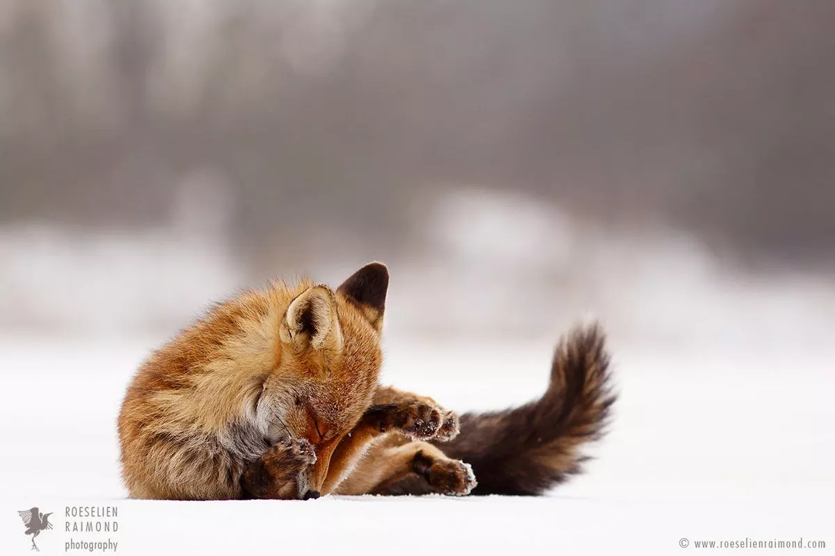 Red Foxes in the Snow, the story behind