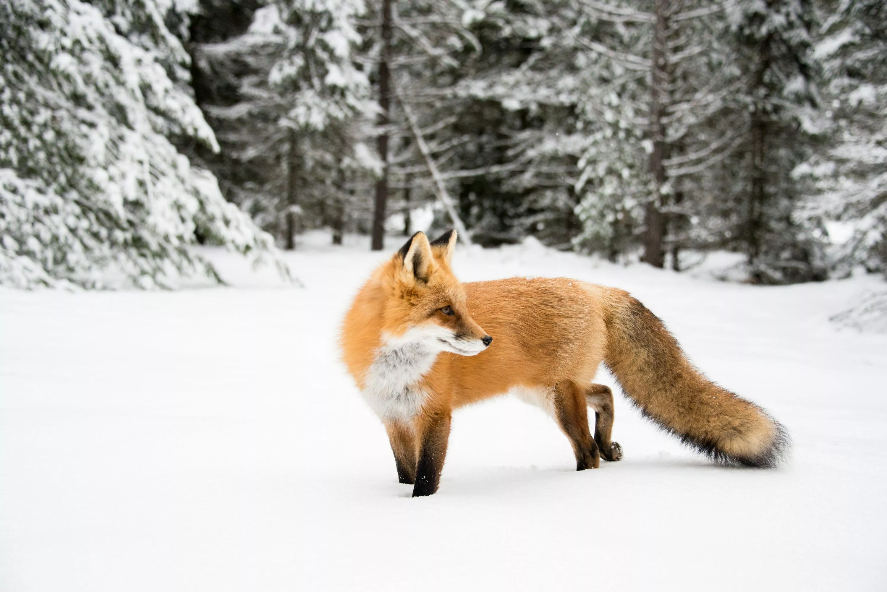 Orange fox near trees photo