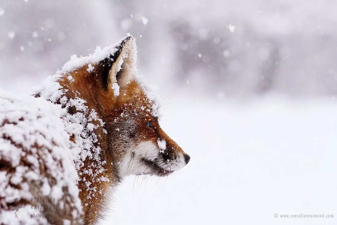 Red Foxes in the Snow, the story behind