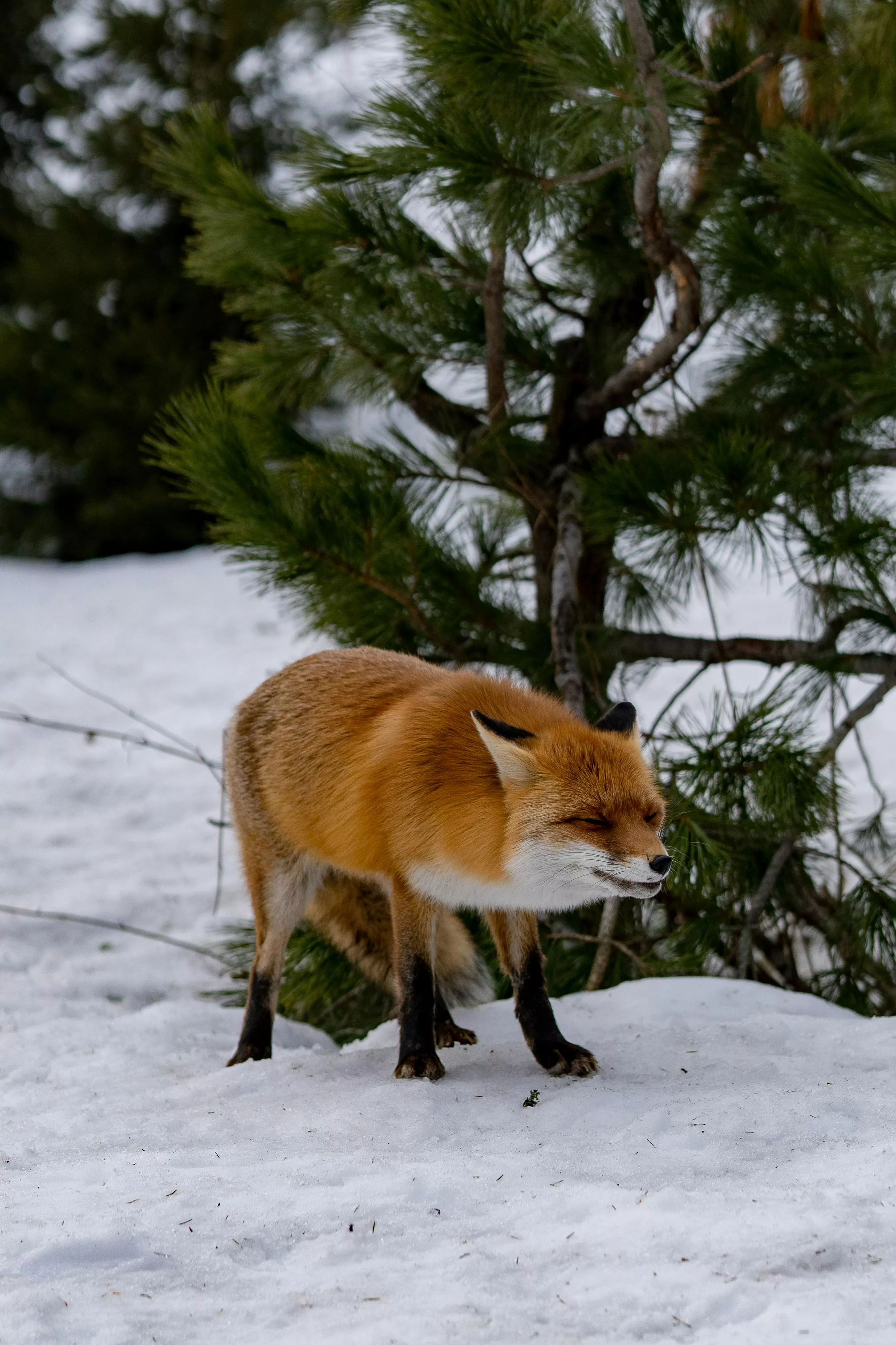 Fox in Snow · Free